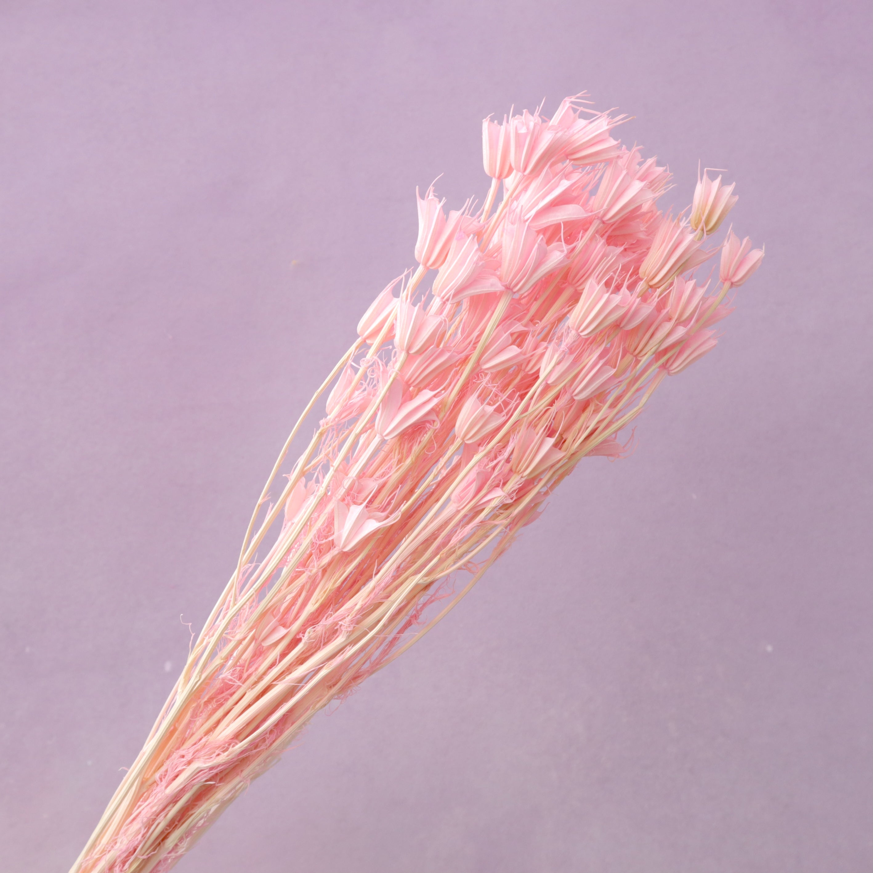 Nigella Bright Pink