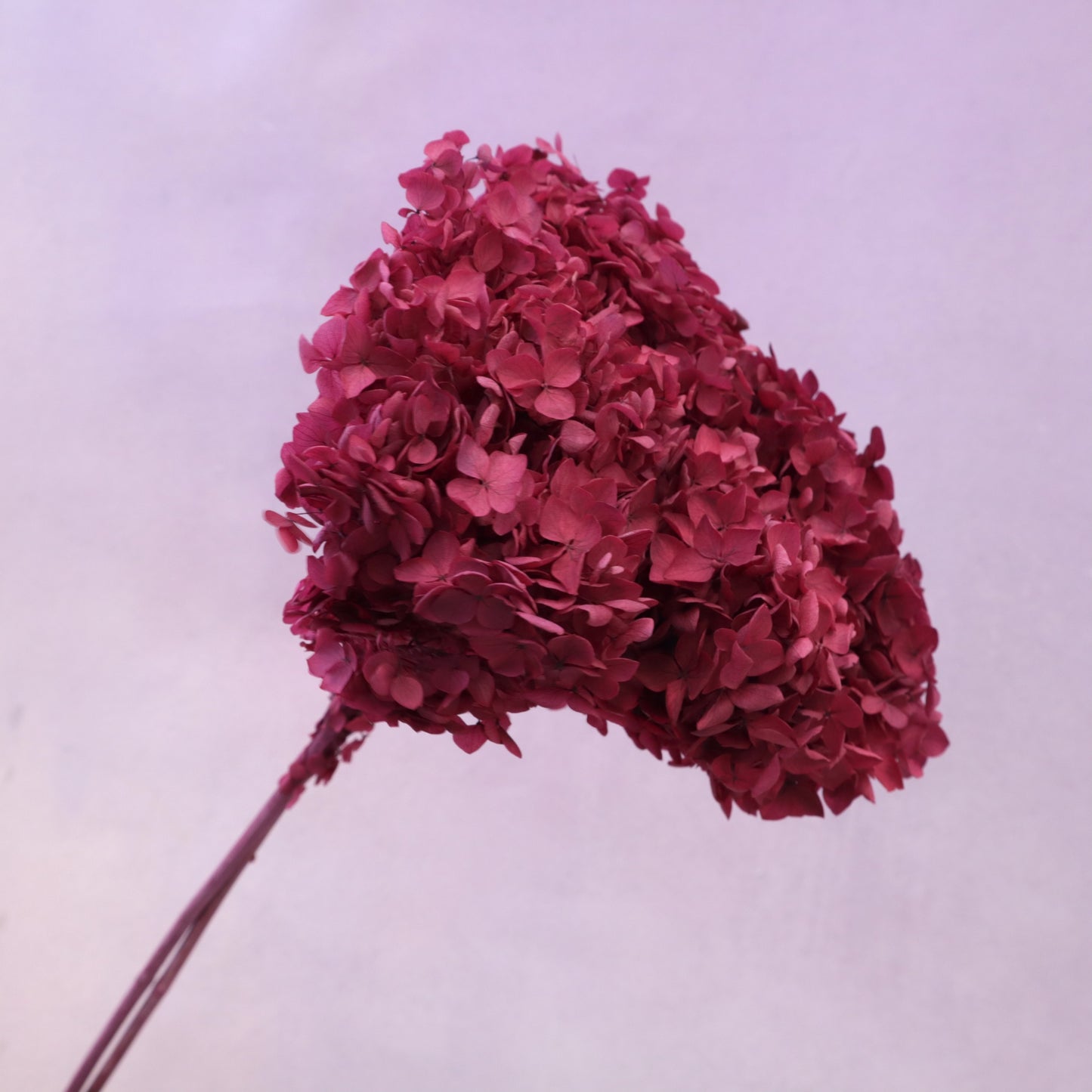 Annabelle Hydrangea Burgundy