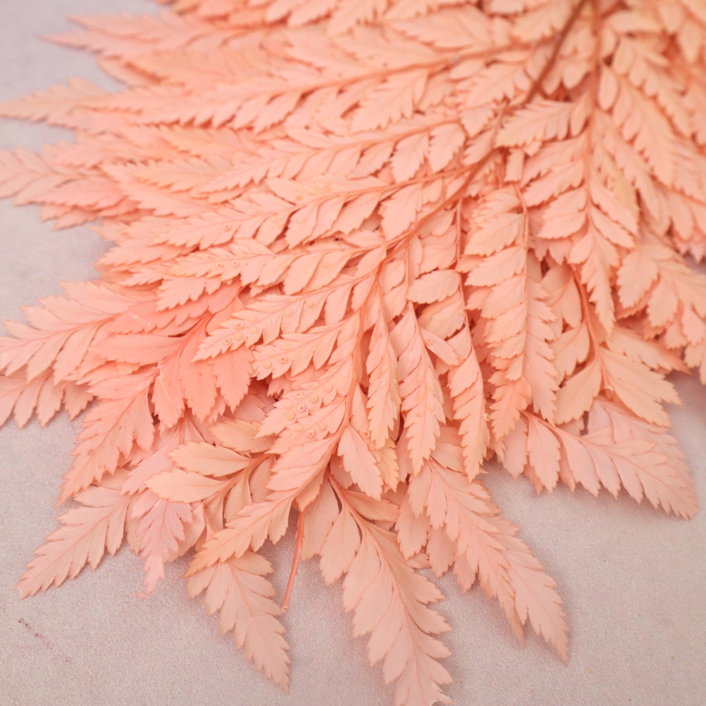 Leather Fern Small Coral Pink