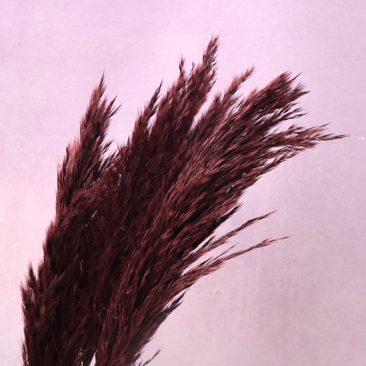 Giant Reeds Grass Wine Red