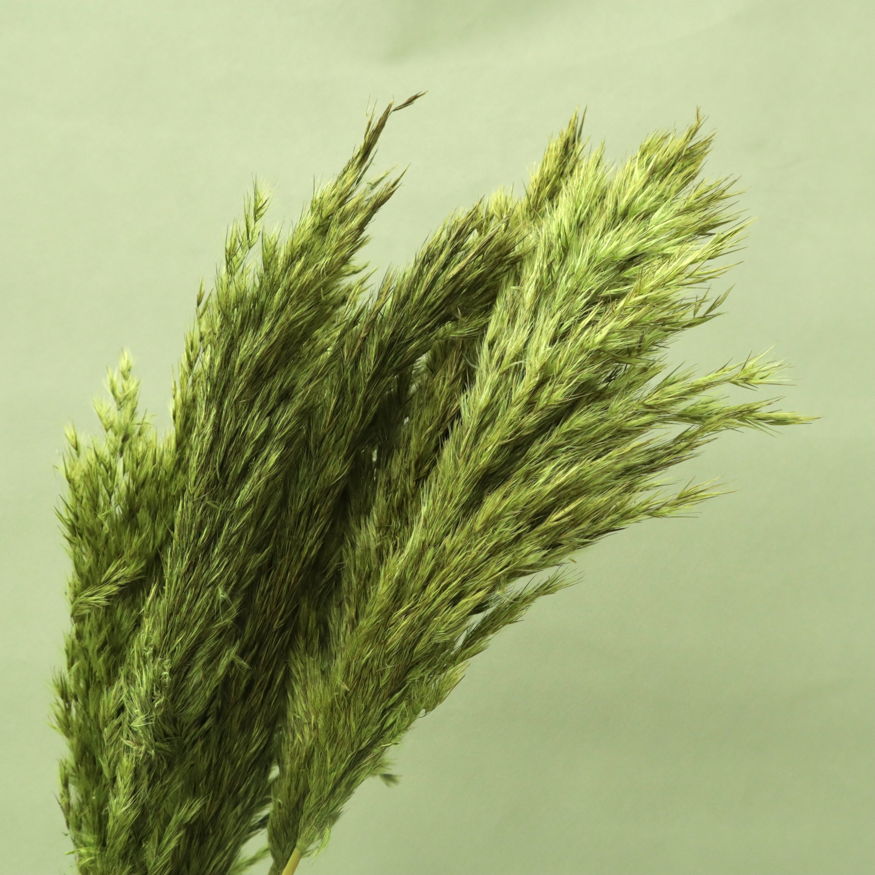 Giant Reeds Grass Olive Green