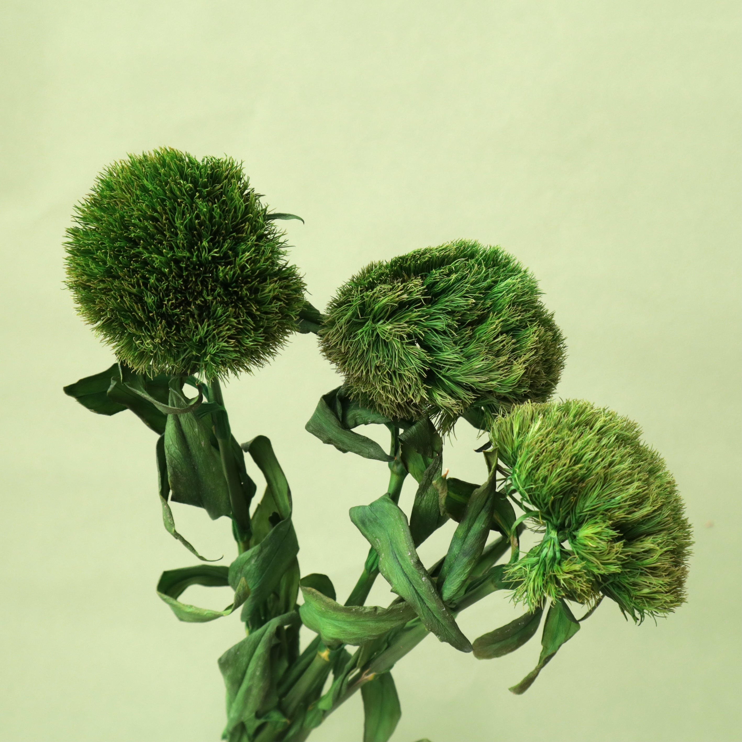 Dianthus Green Ball