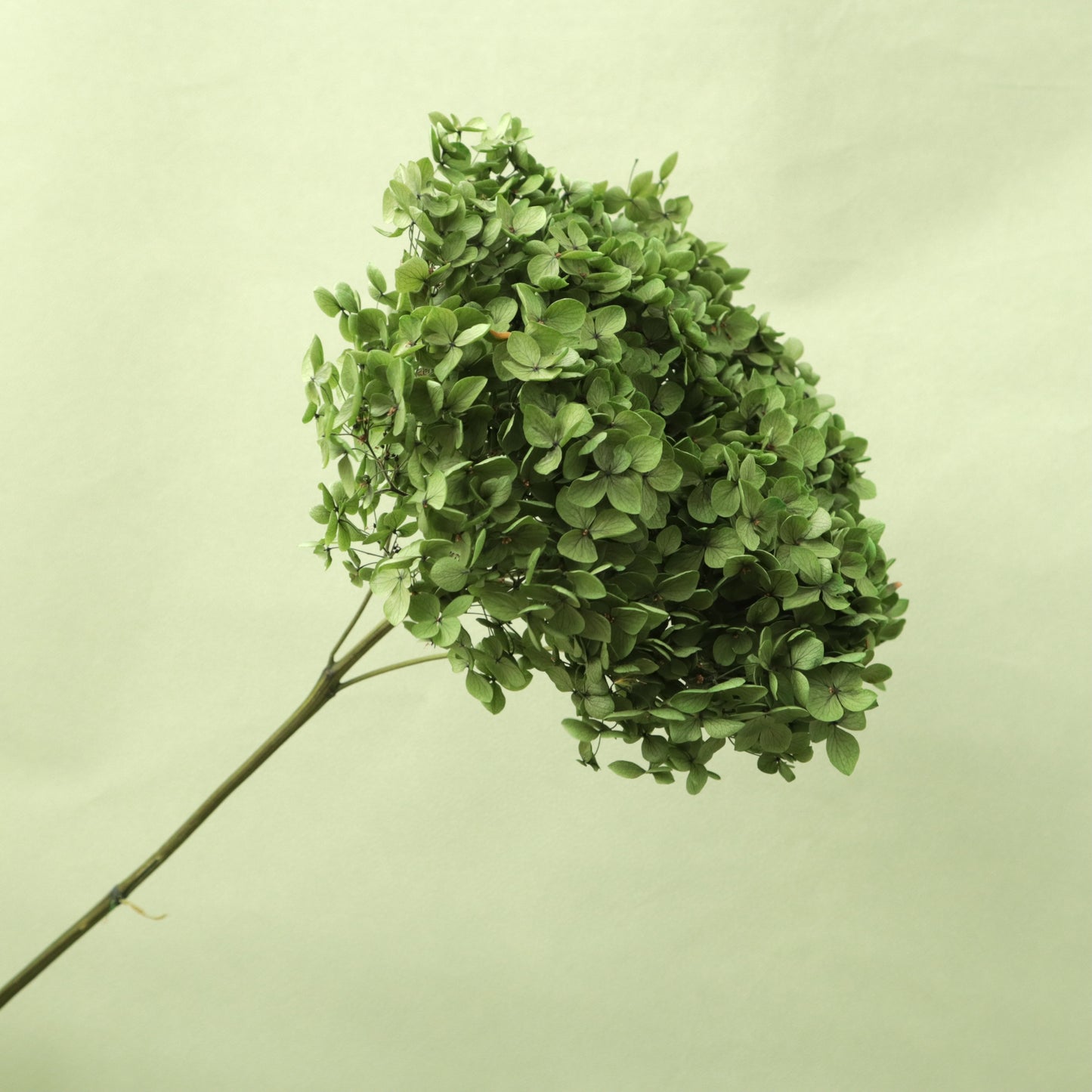 Annabelle Hydrangea Grass Green