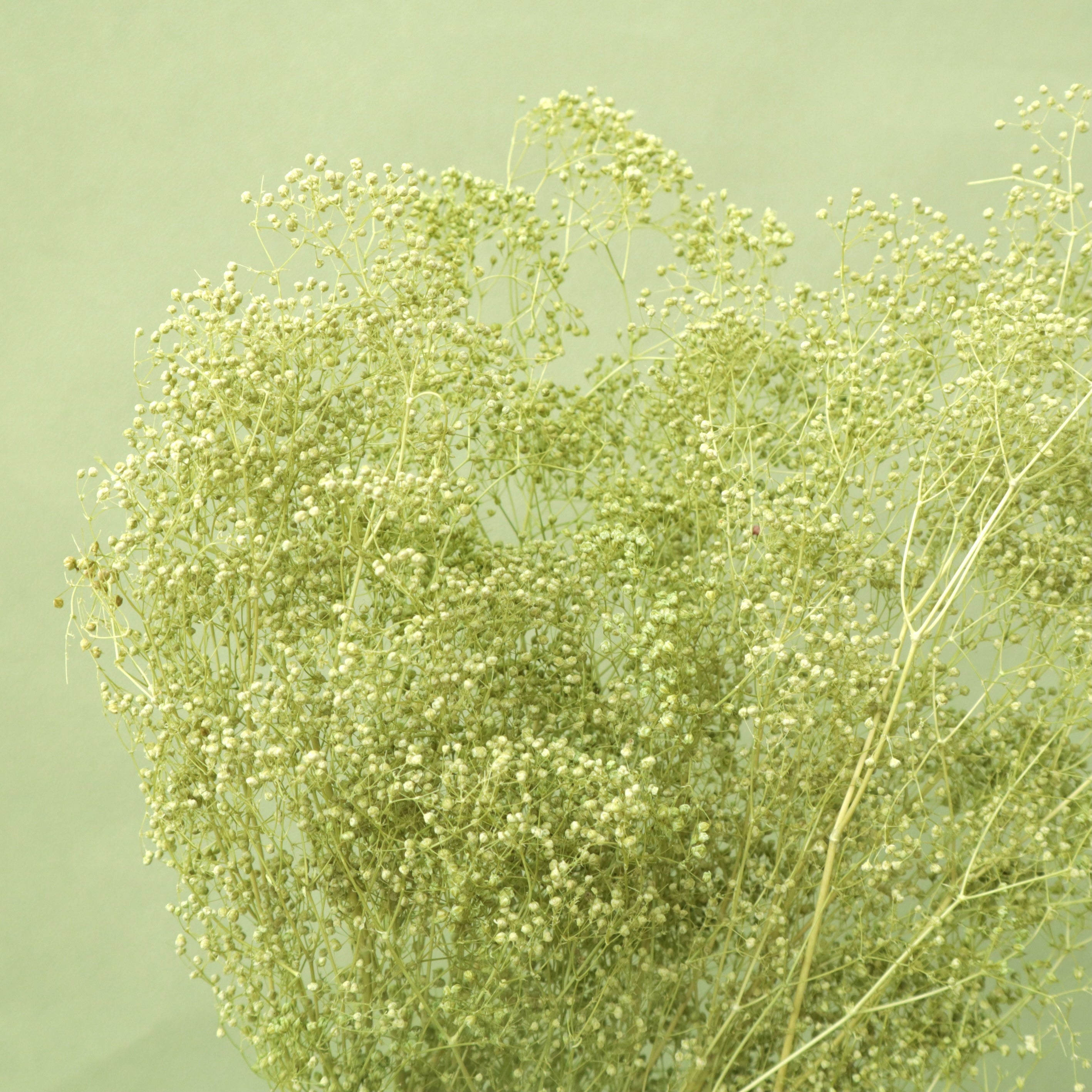 Snowy Baby's Breath Green