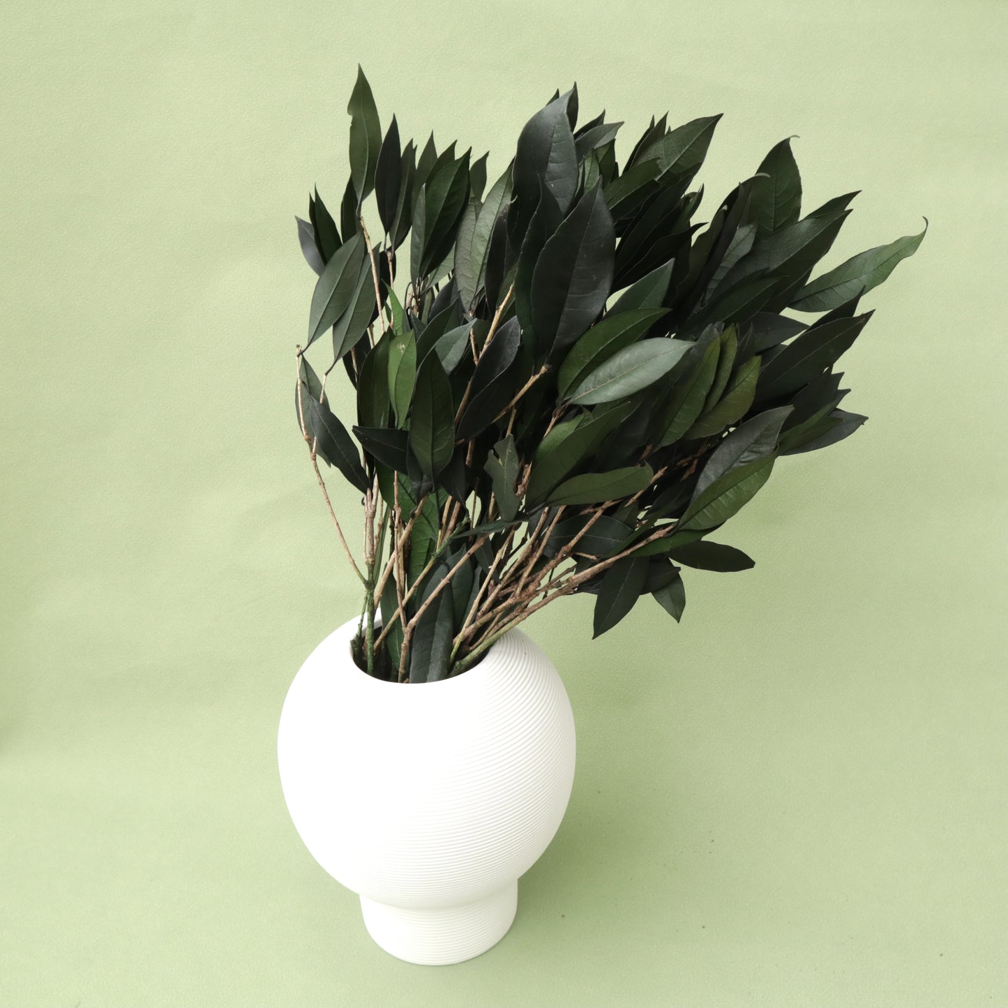 Osmanthus Leaves Green