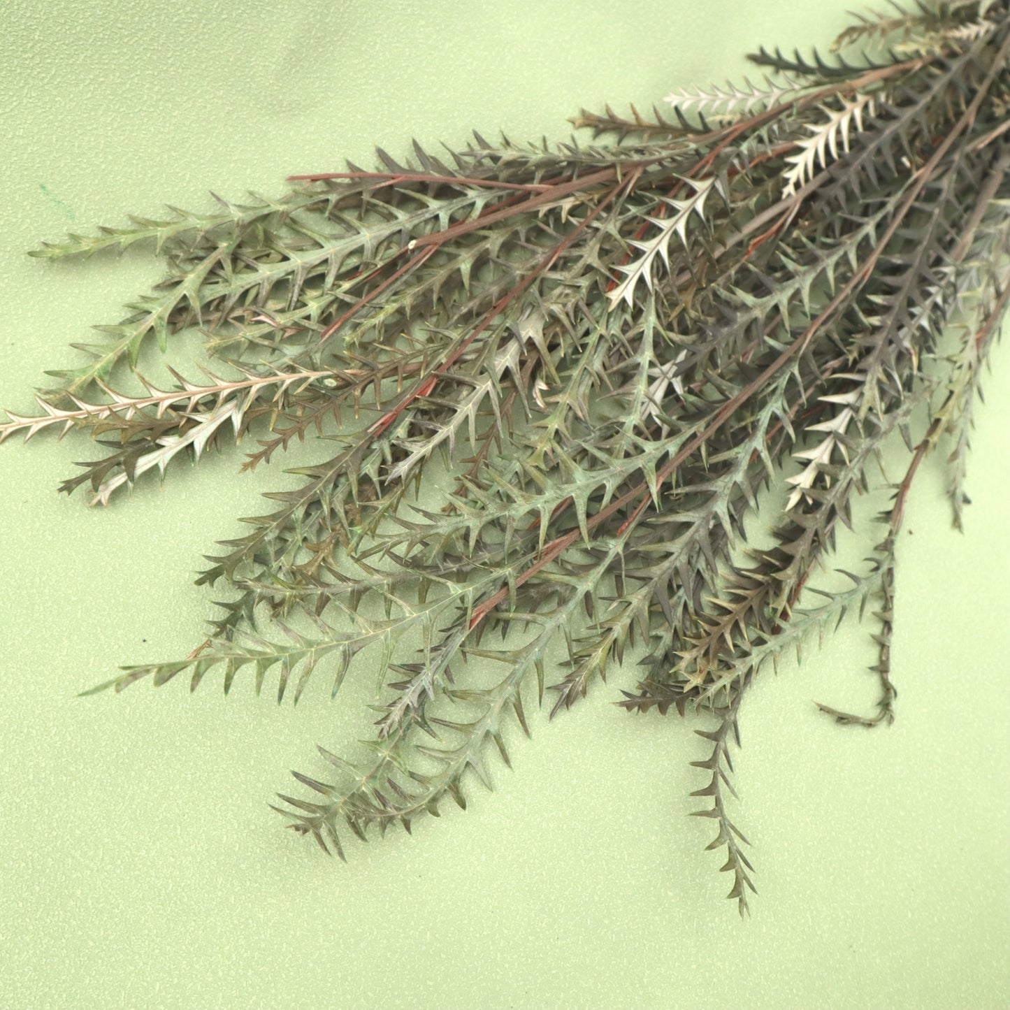 Grevillea Ivanhoe (Mutton Tooth)Green