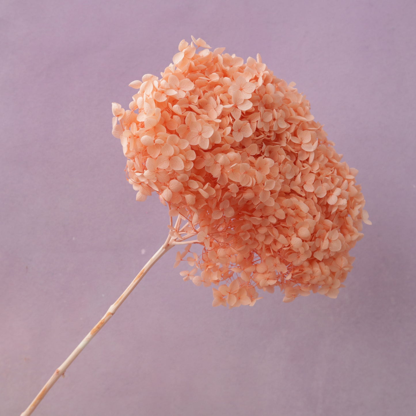 Annabelle Hydrangea Coral