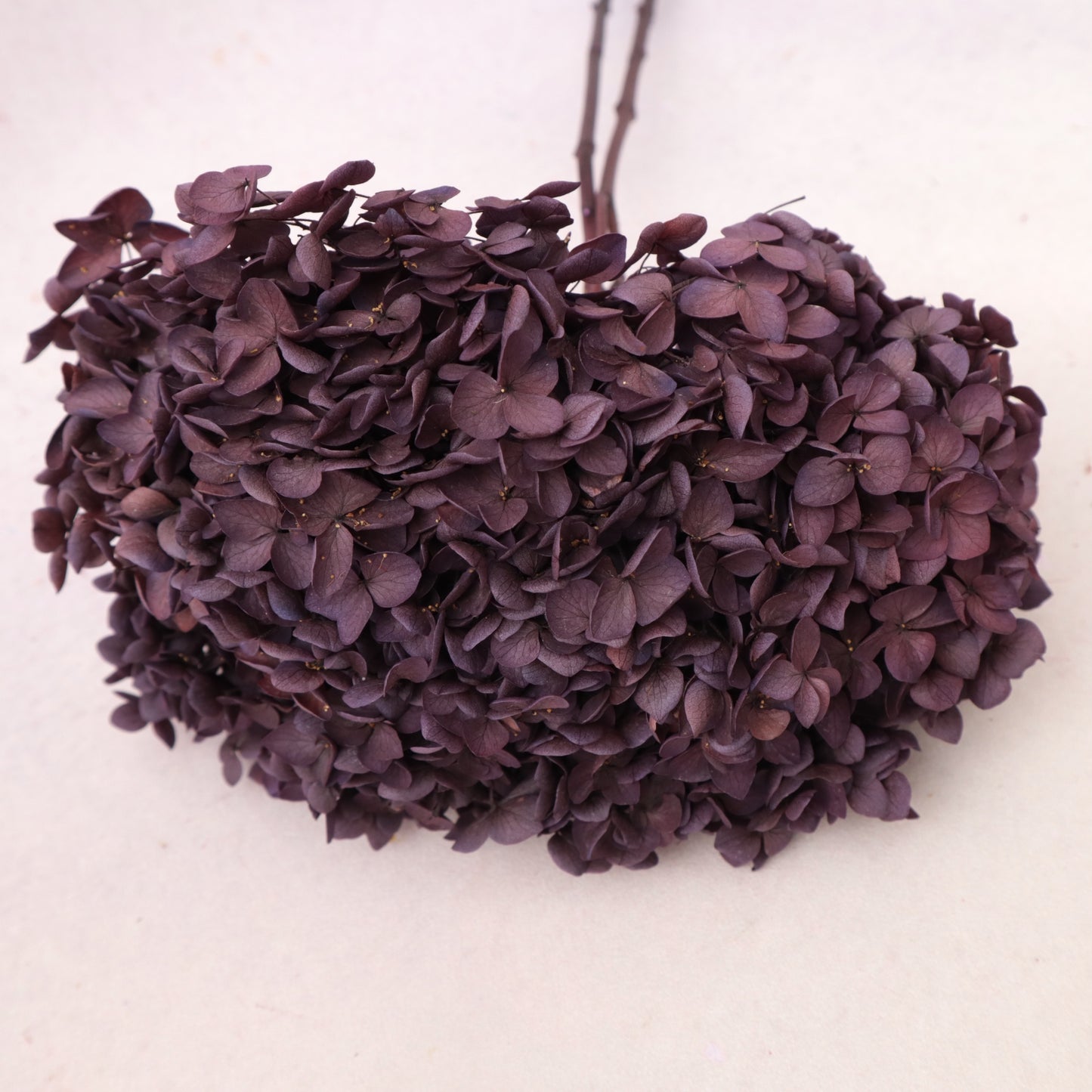 Annabelle Hydrangea Berry