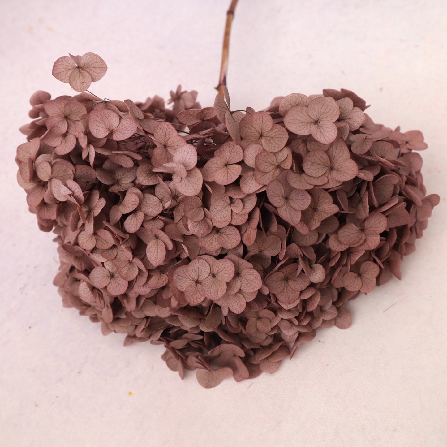 Annabelle Hydrangea Chestnut