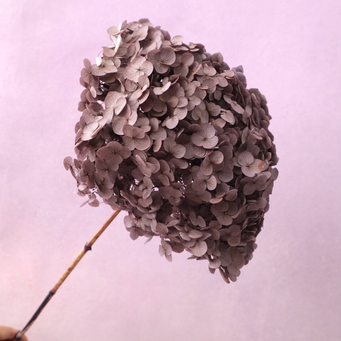 Annabelle Hydrangea Vintage Maroon