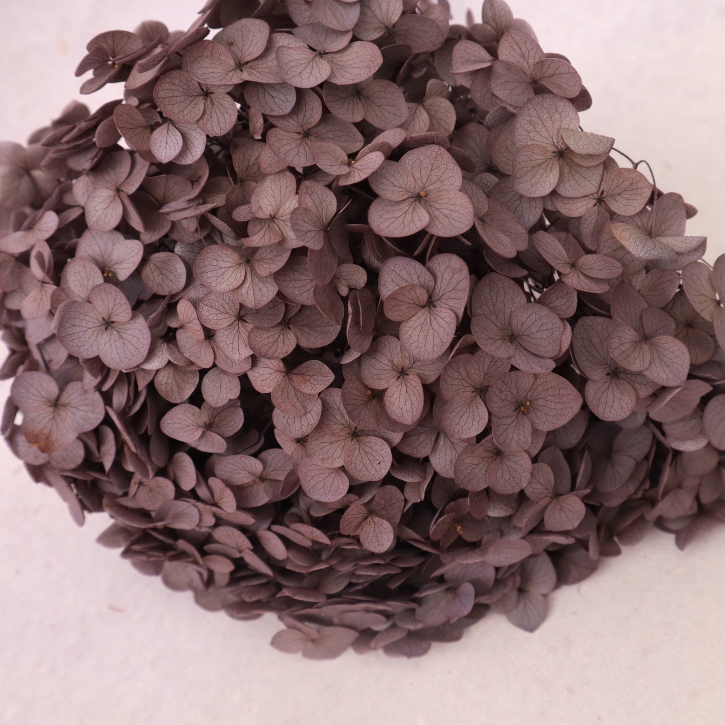 Annabelle Hydrangea Vintage Maroon