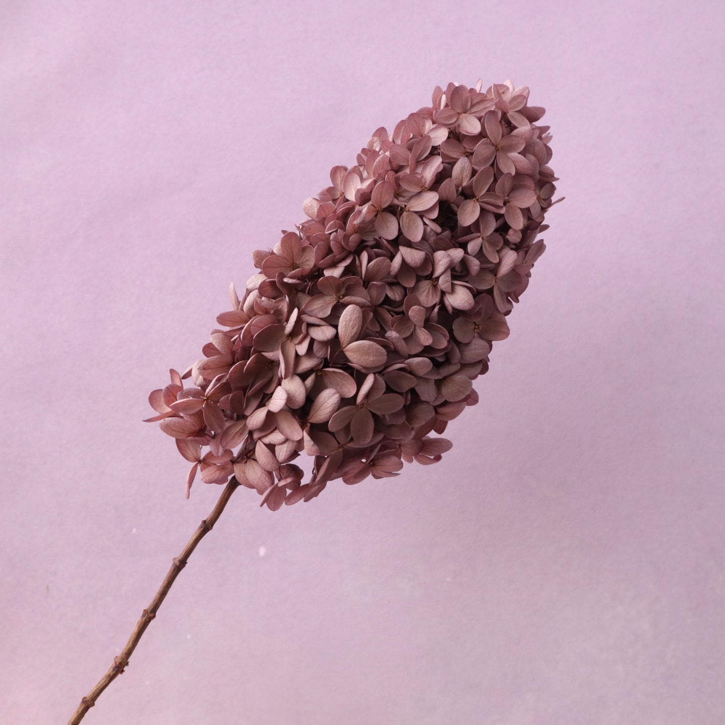 Paniculata Hydrangea Plum