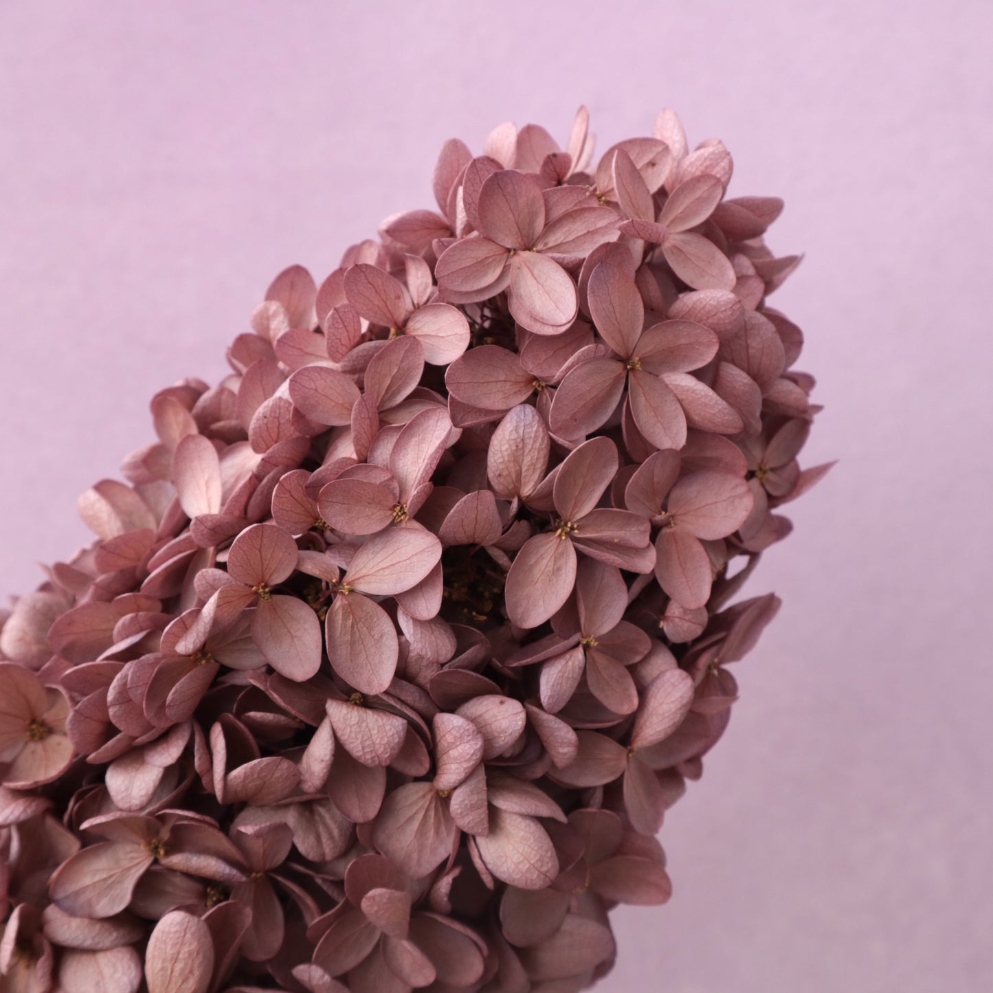 Paniculata Hydrangea Plum