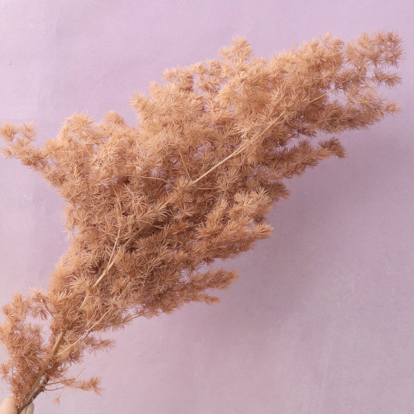 Ming Fern Caramel