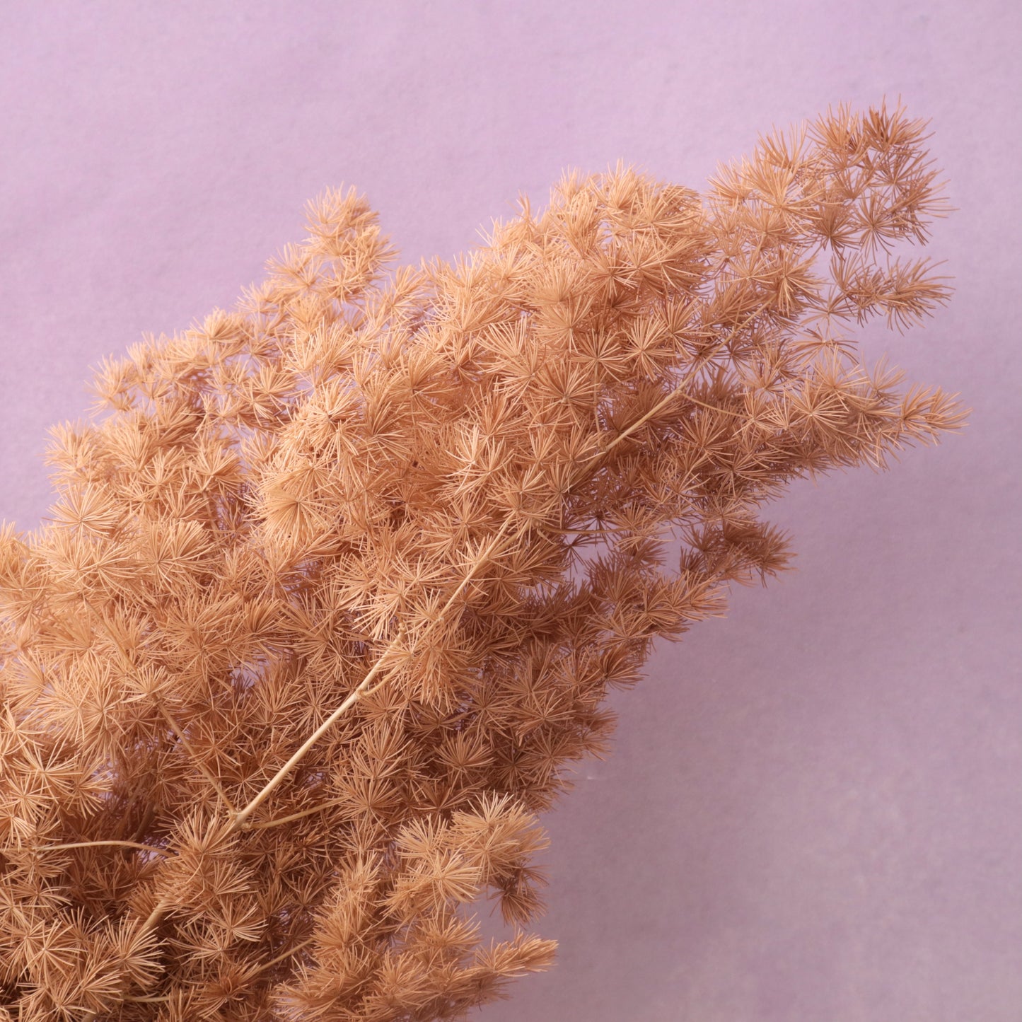 Ming Fern Caramel