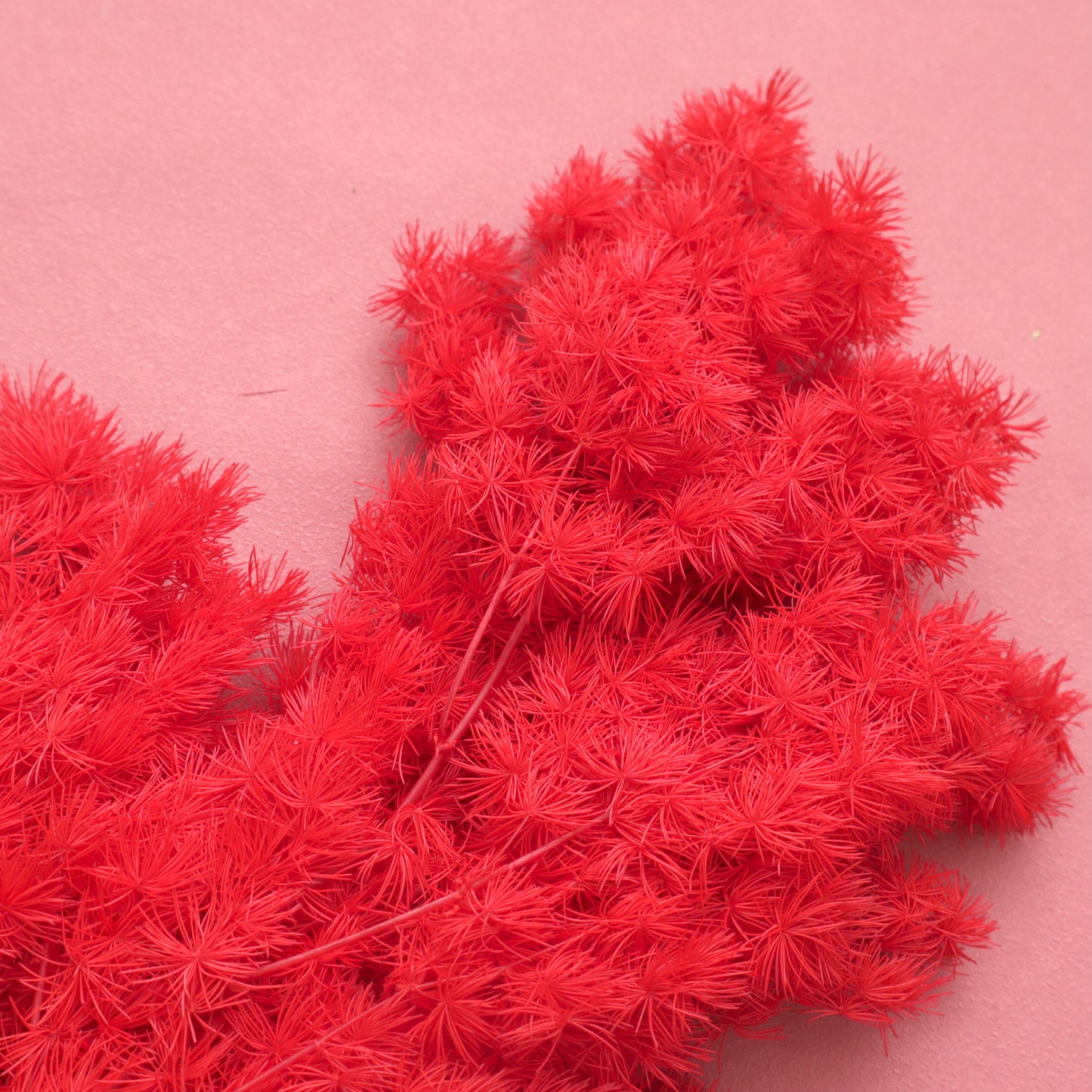 Ming Fern Scarlet Red