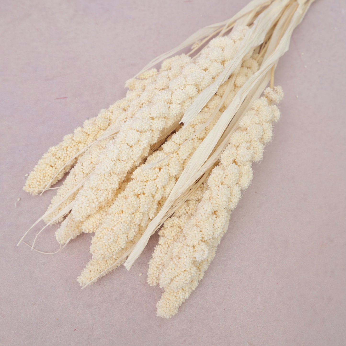 Dried Millets Creamy White