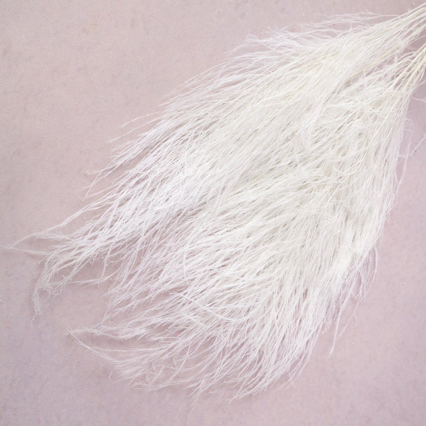 Tiki Fern White