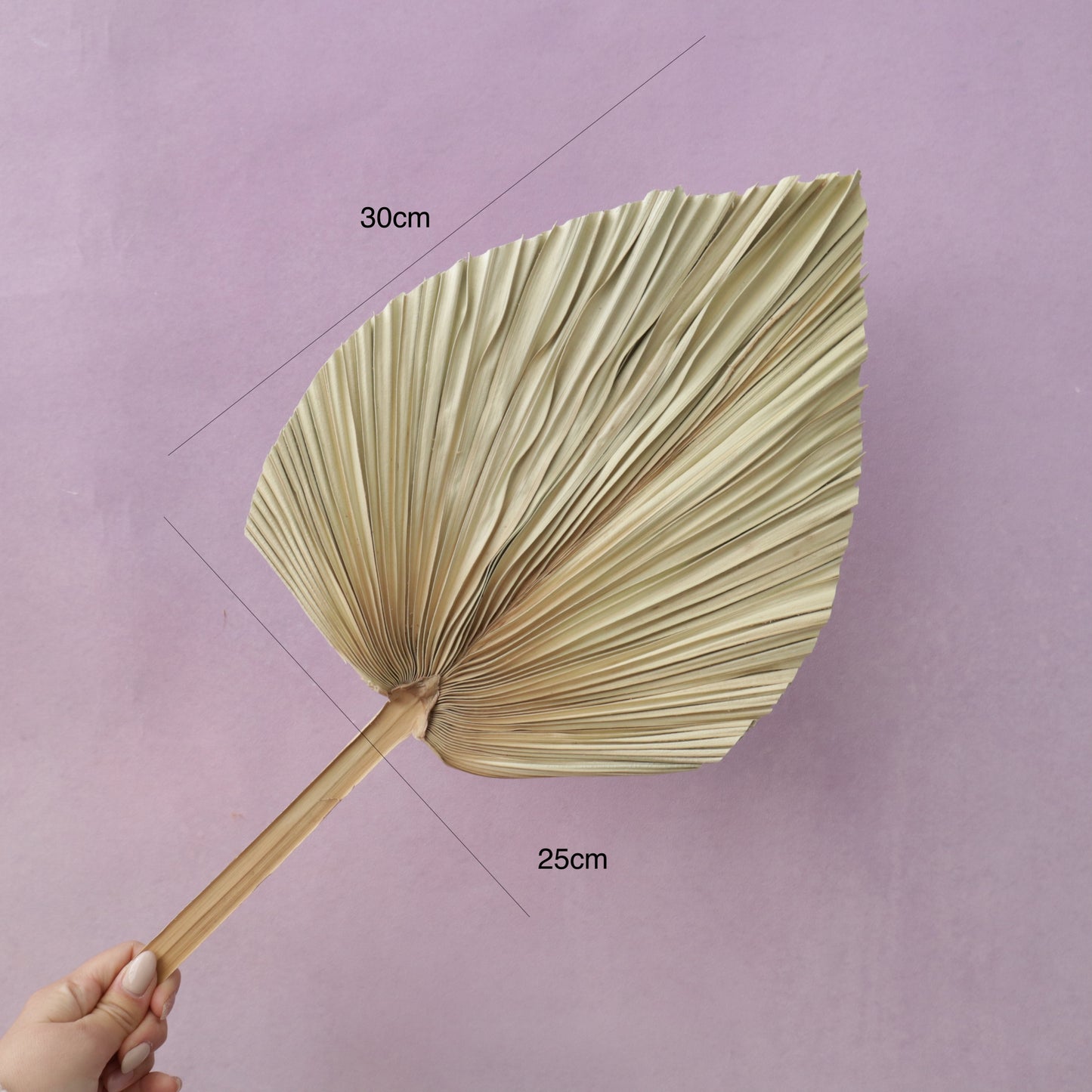 Palm Leaf Mid-Large Natural