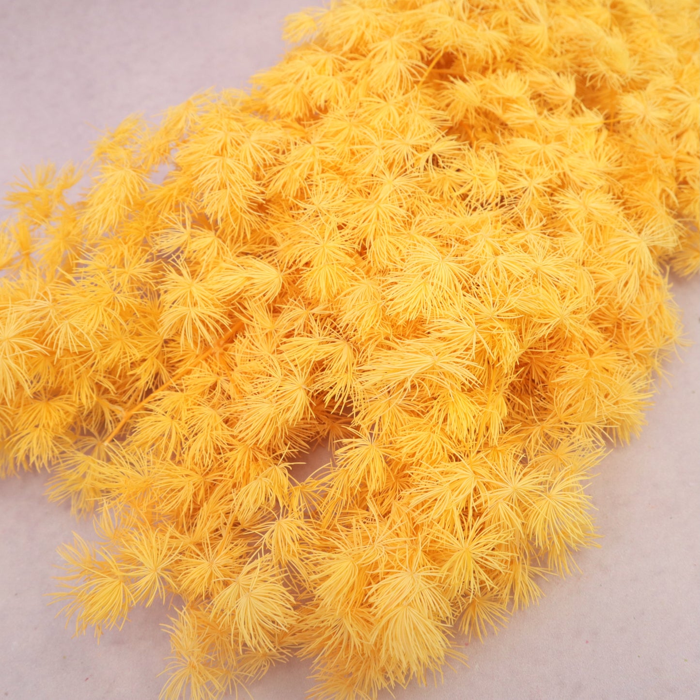 Ming Fern Orange