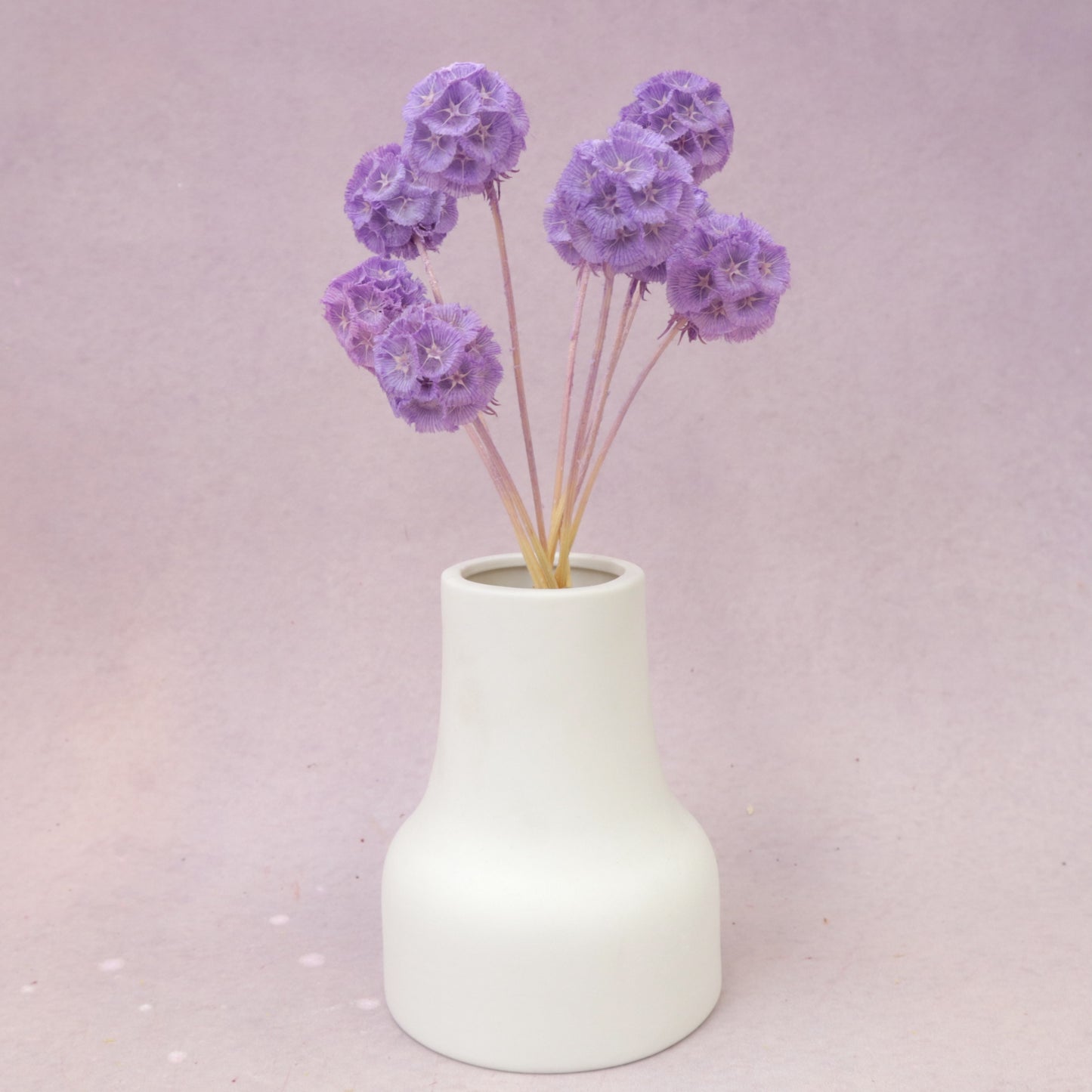 Scabiosa Purple