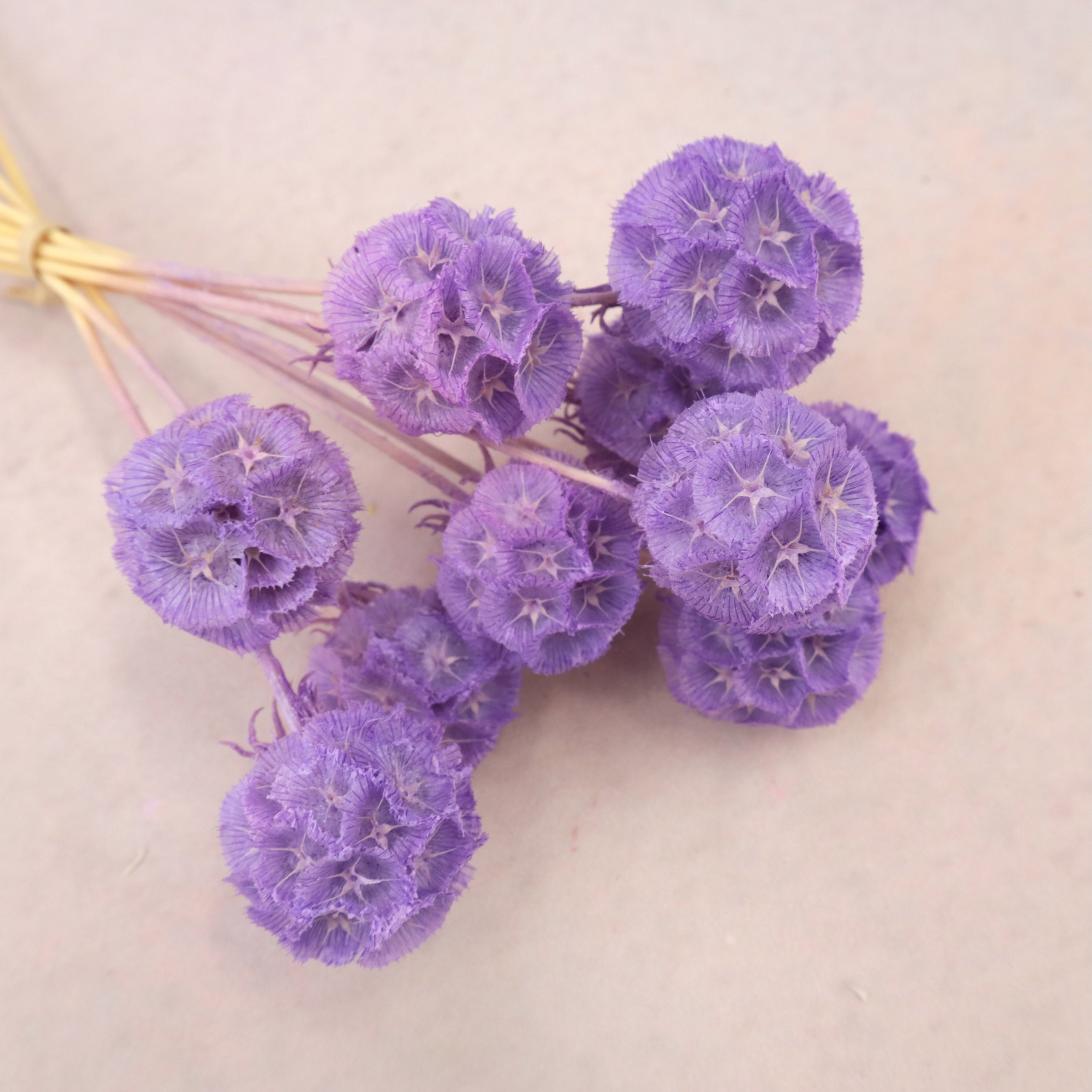 Scabiosa Orchid Purple