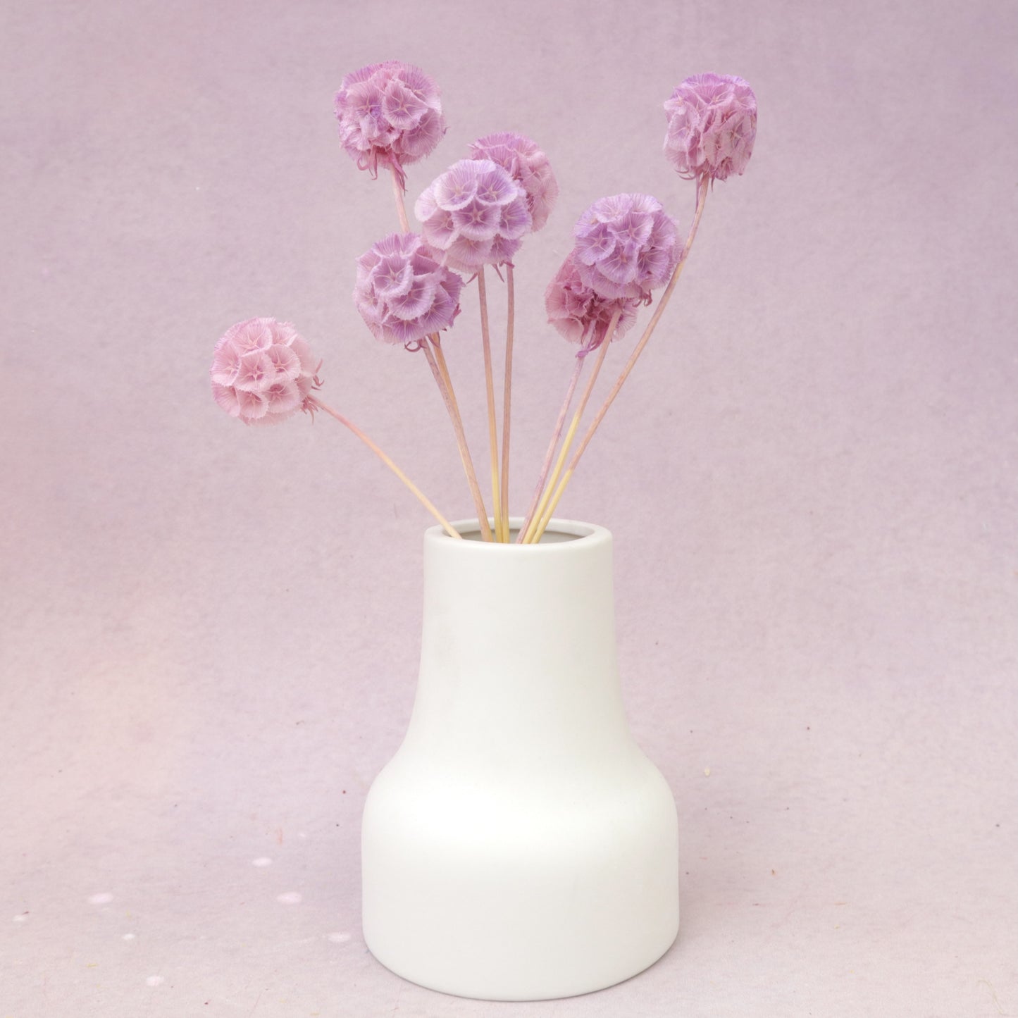 Scabiosa Ombré Mauve
