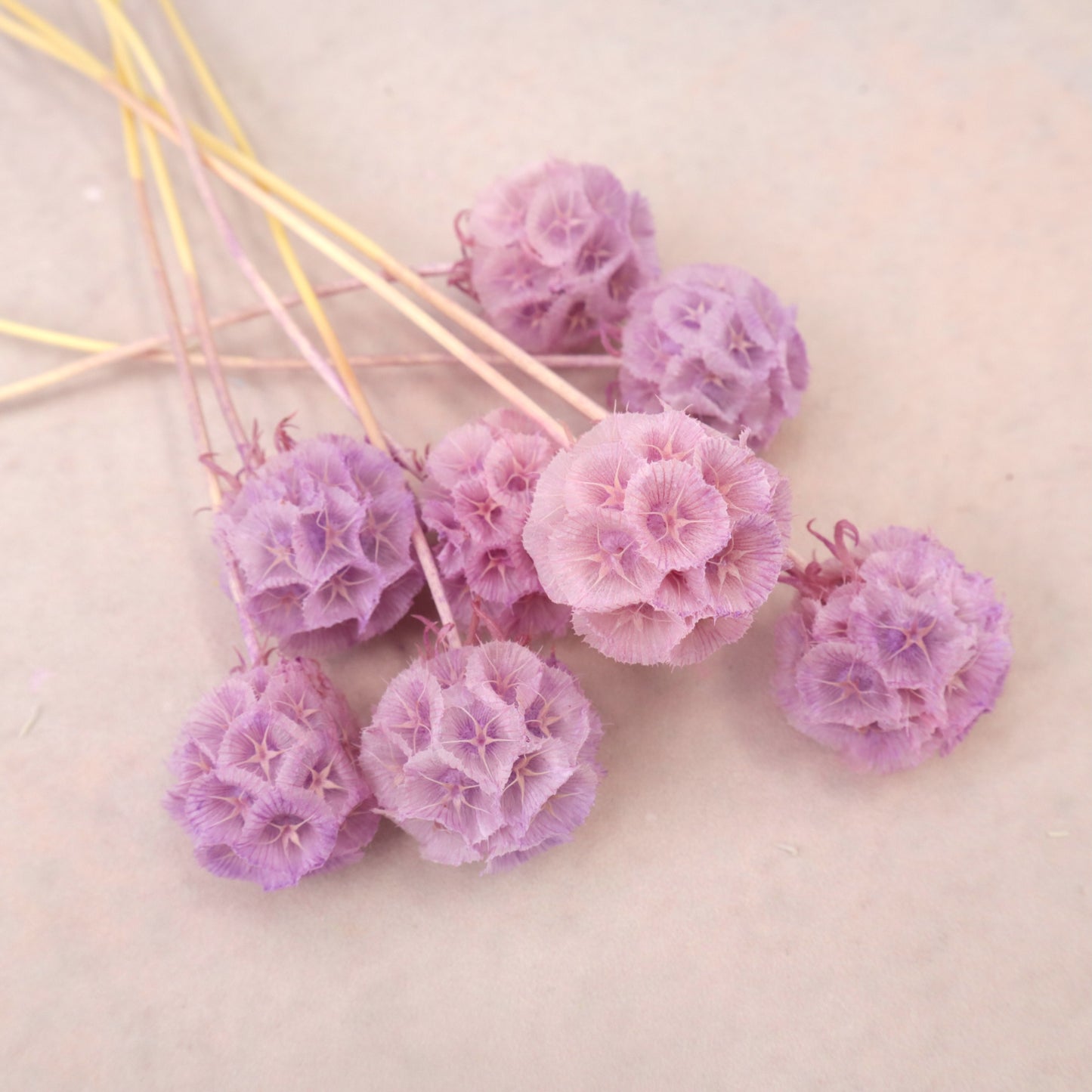 Scabiosa Ombré Mauve