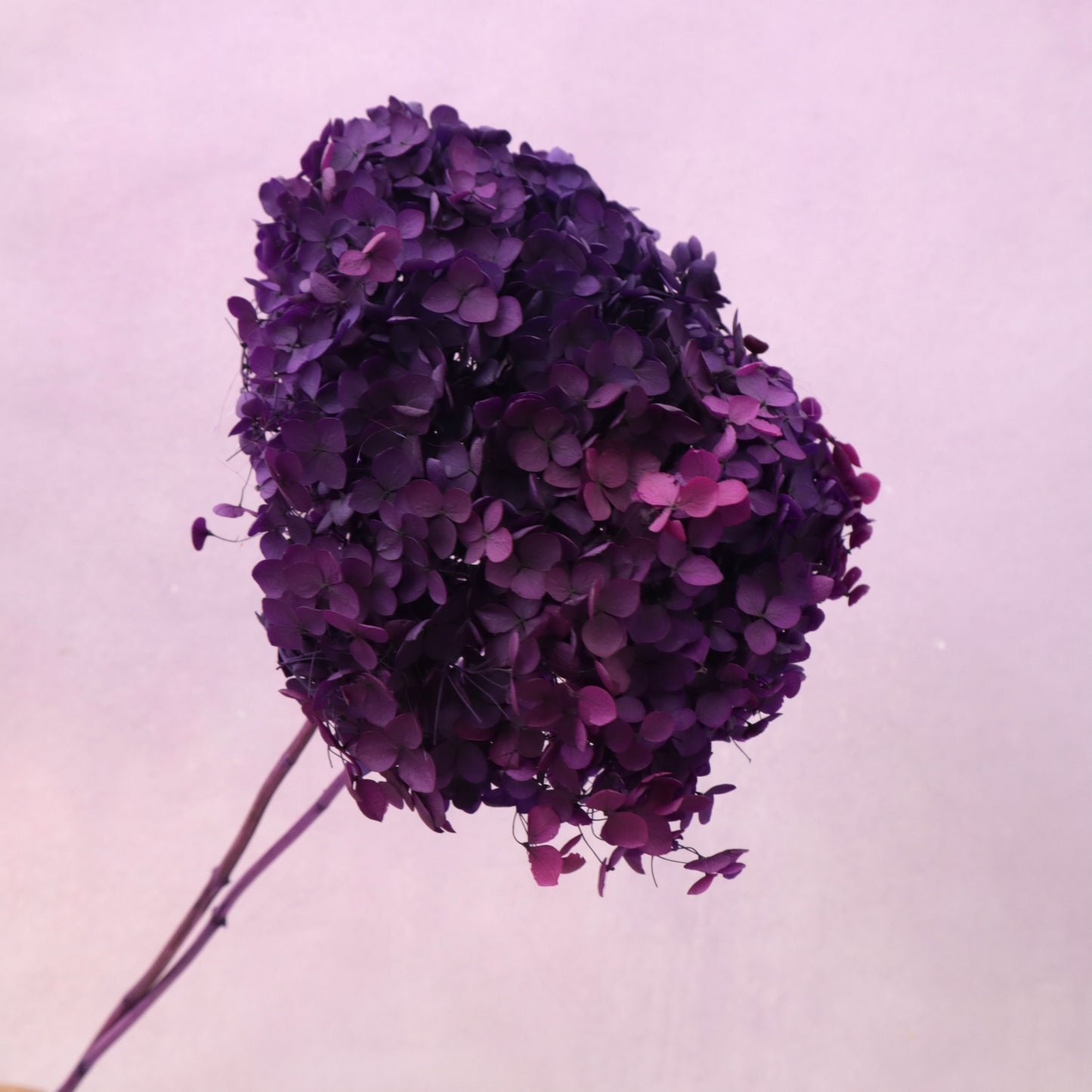 Annabelle Hydrangea Royal Purple