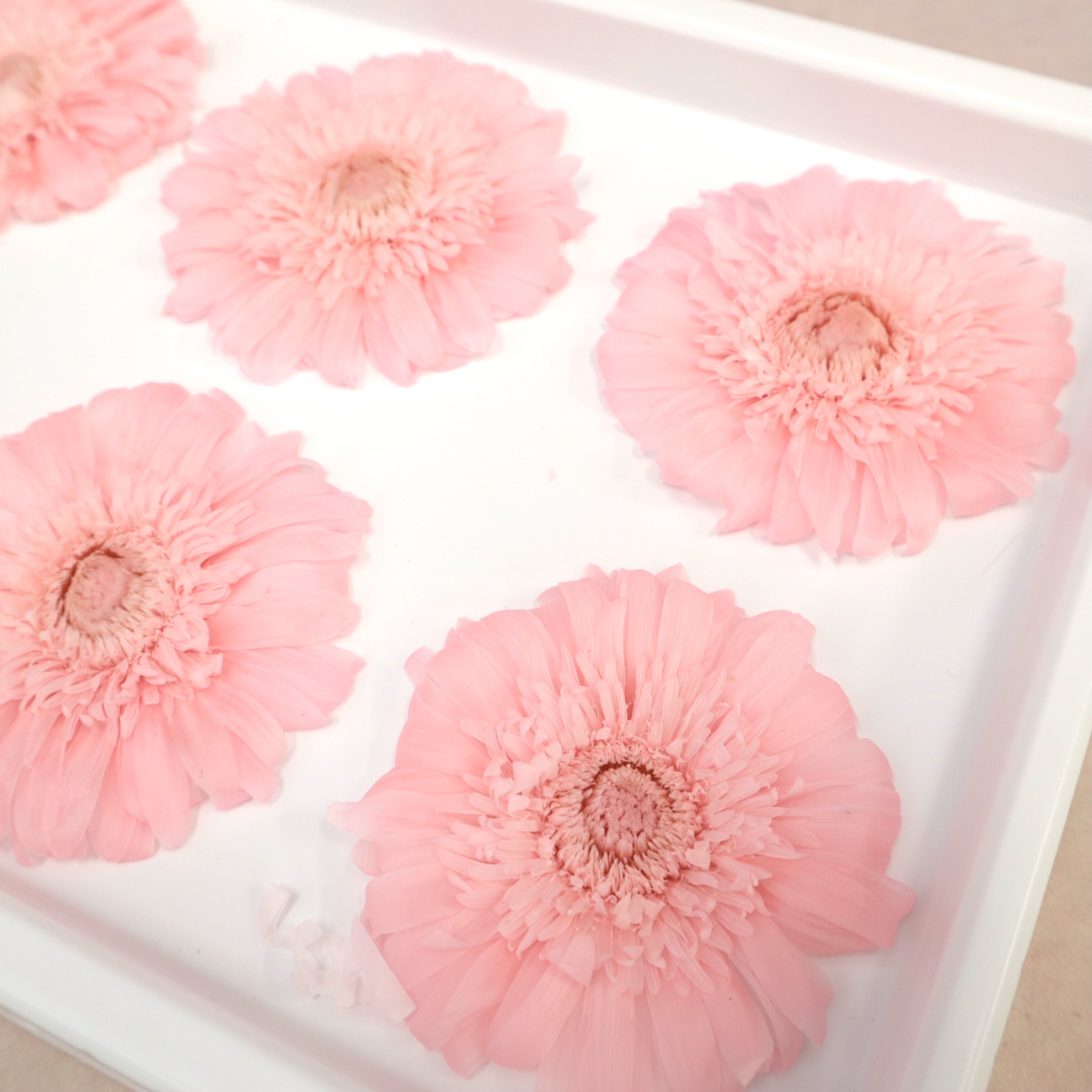 Gerbera Daisy Pink