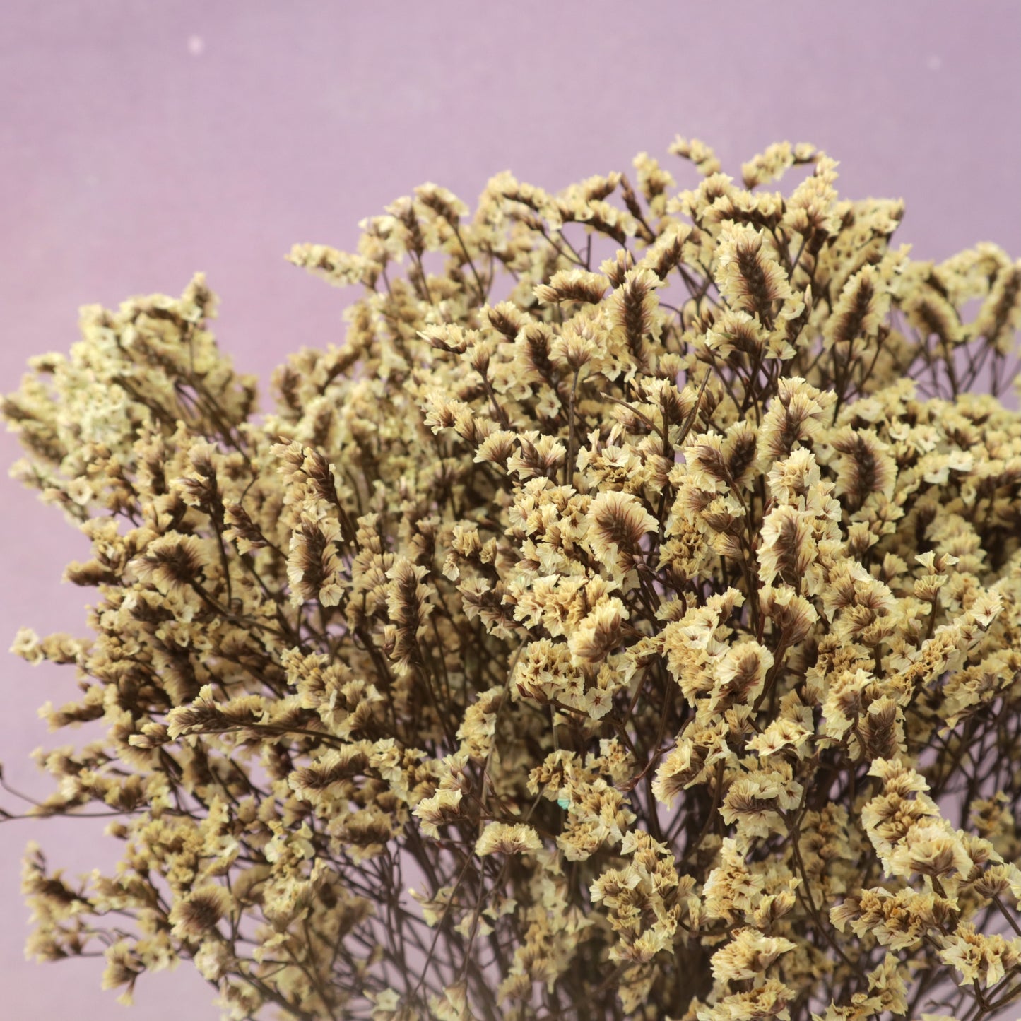 Statice Limonium Sinuatum Light Yellow
