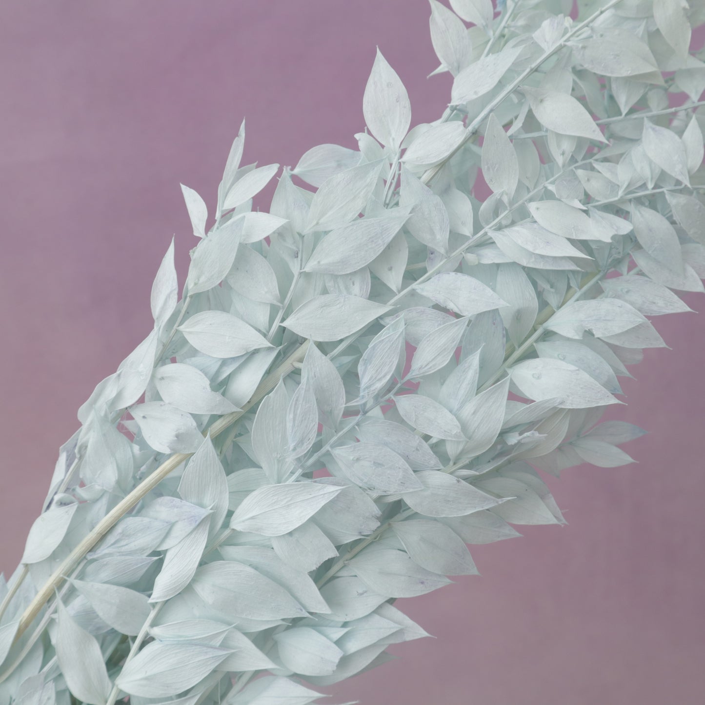 Italian Ruscus Baby Blue