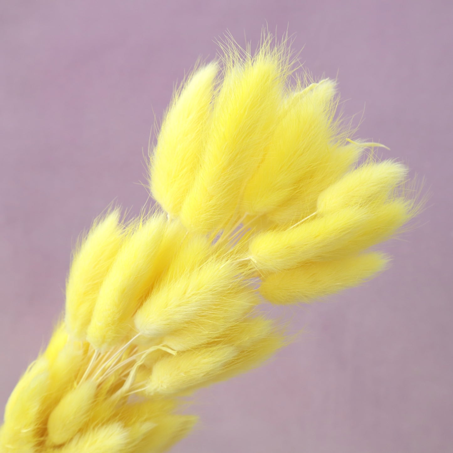 Bunny Tails Yellow