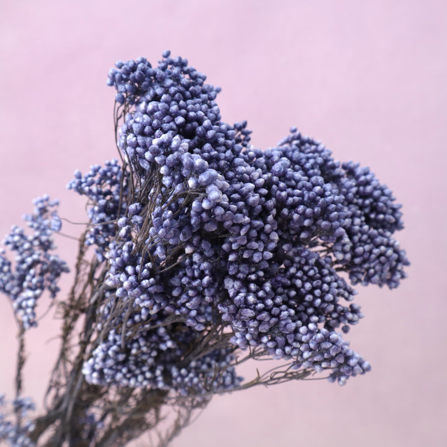 Rice Flower Deep Purple