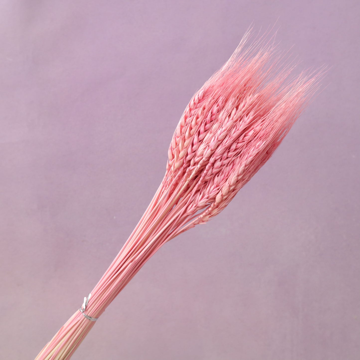 Dried Wheat Brink Pink