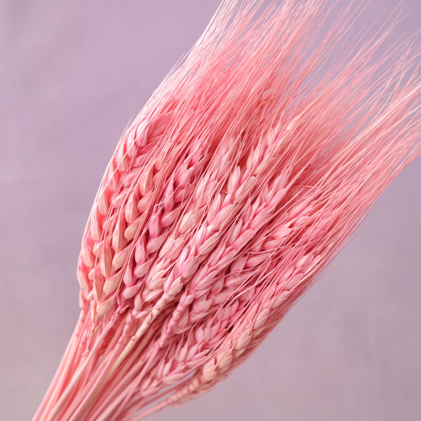 Dried Wheat Brink Pink