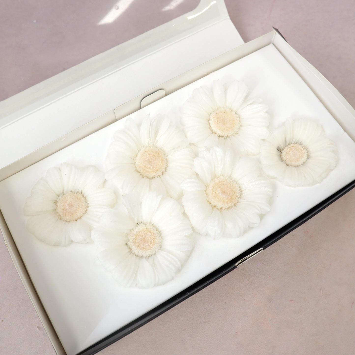 African Daisy White