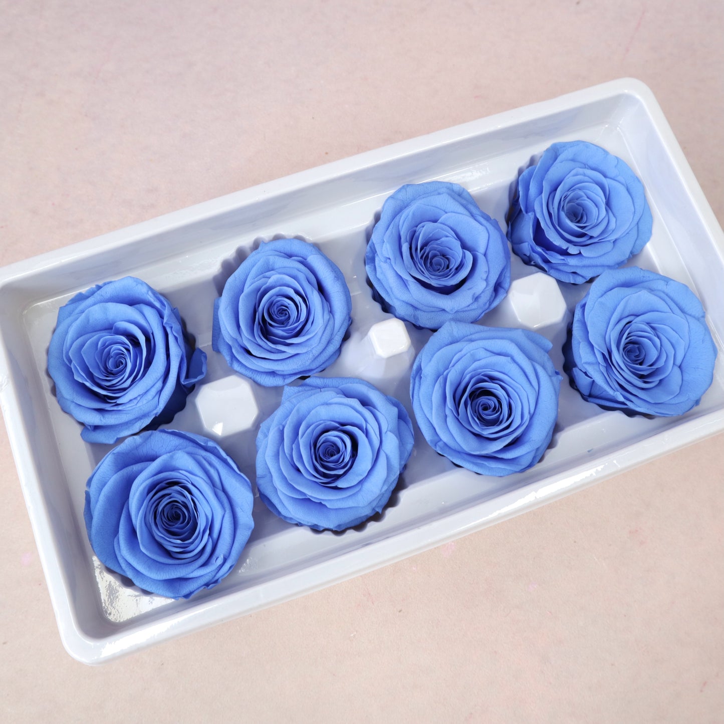 Rose Portuguese Blue 8 heads
