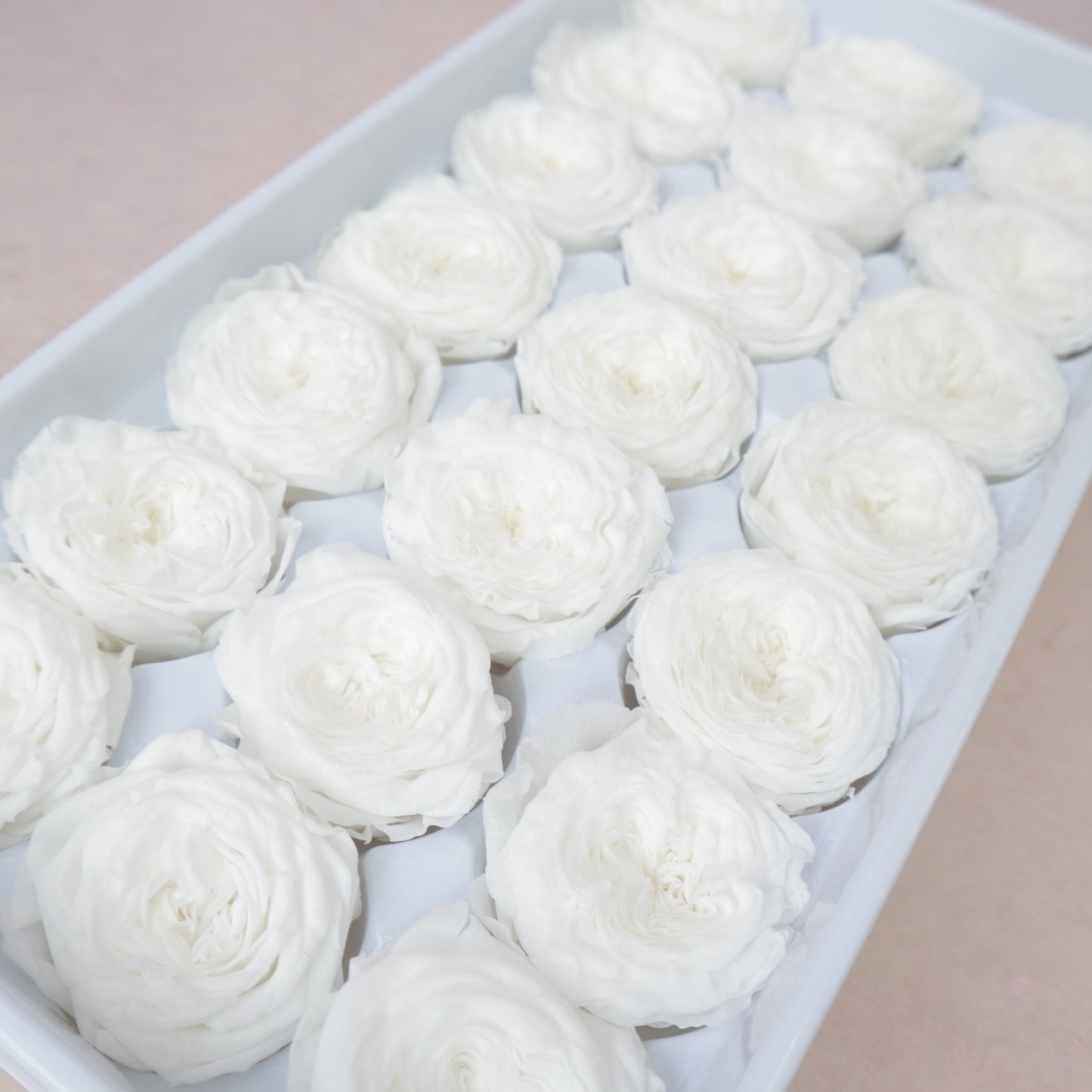 Austin Rose White 21 heads