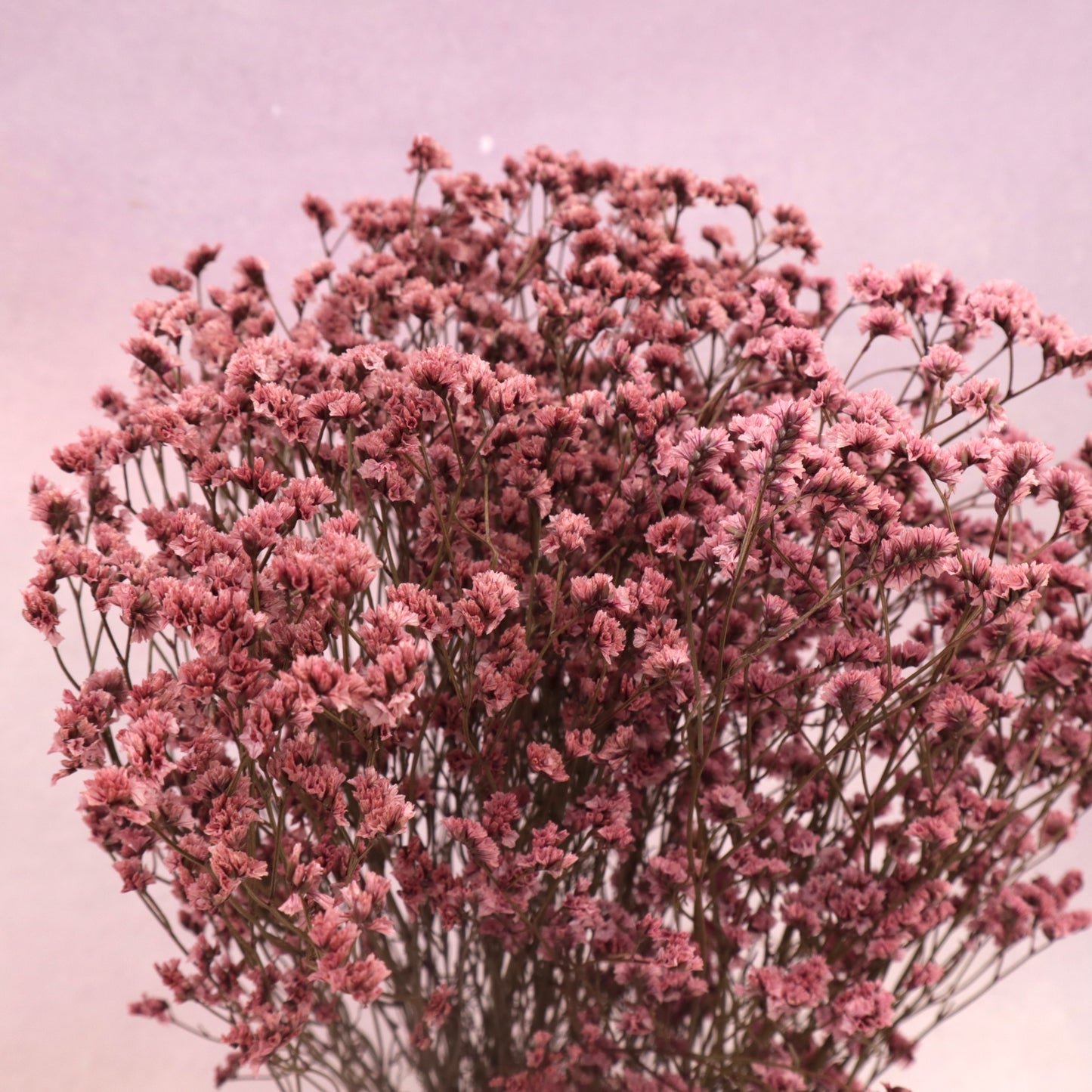 Statice Limonium Sinuatum Raspberry