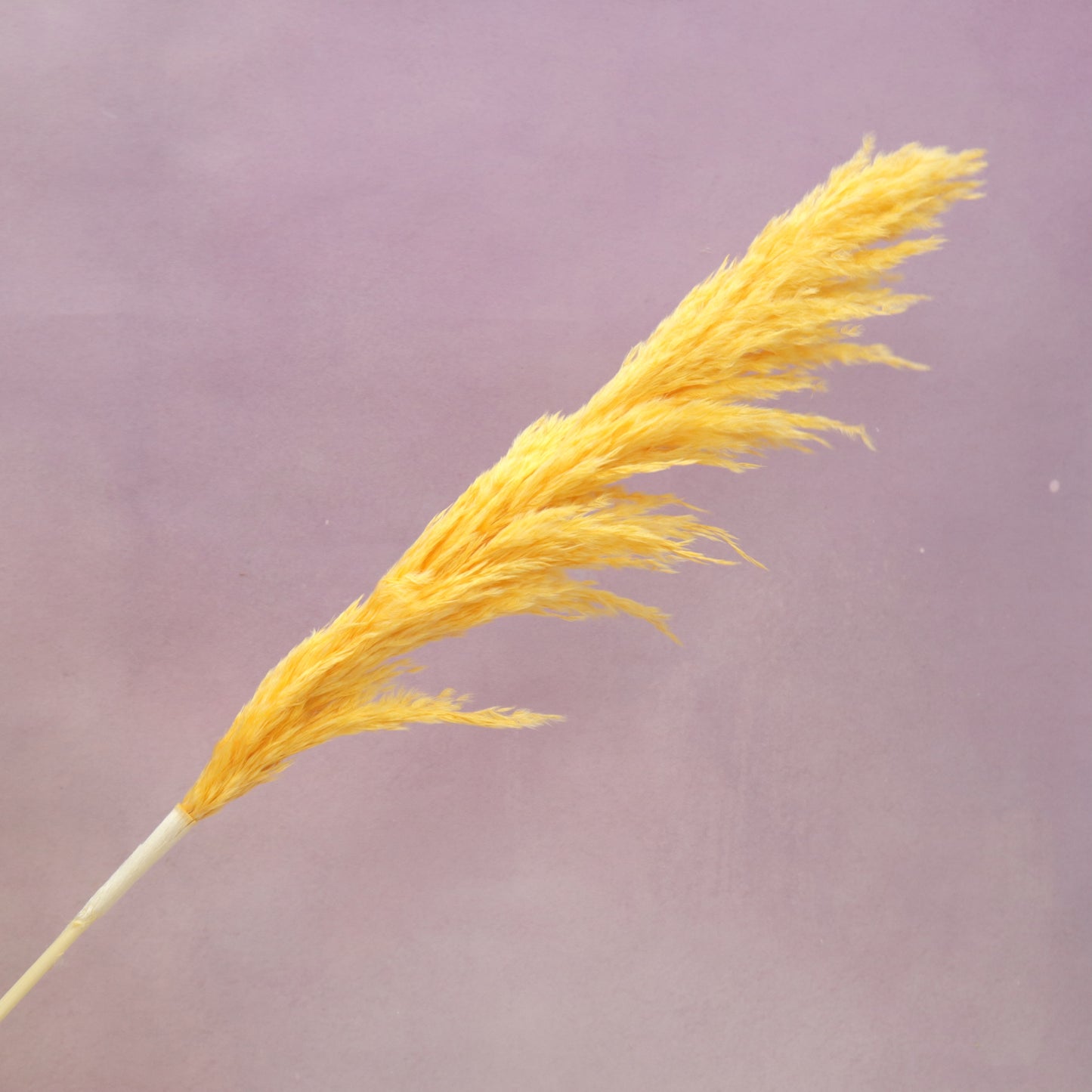Pampas Grass Mango Yellow