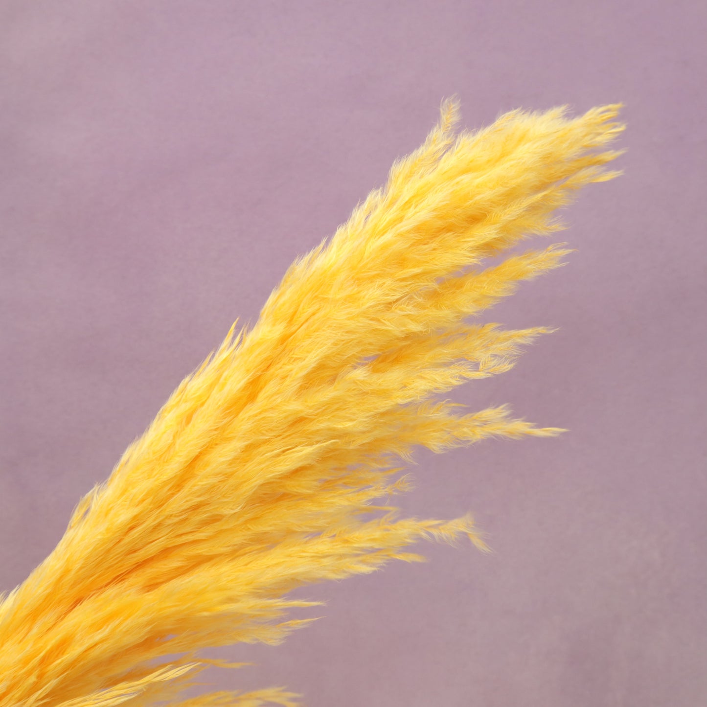 Pampas Grass Mango Yellow