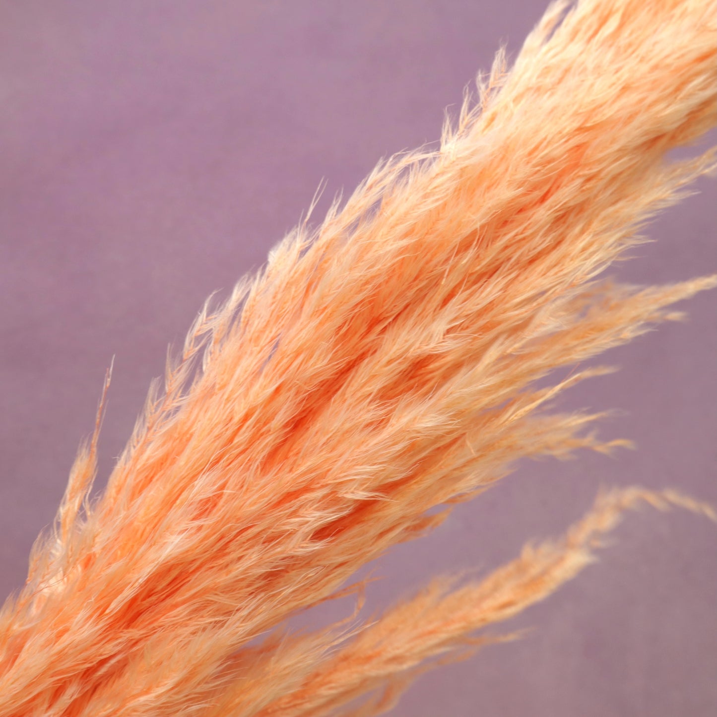 Pampas Grass Coral