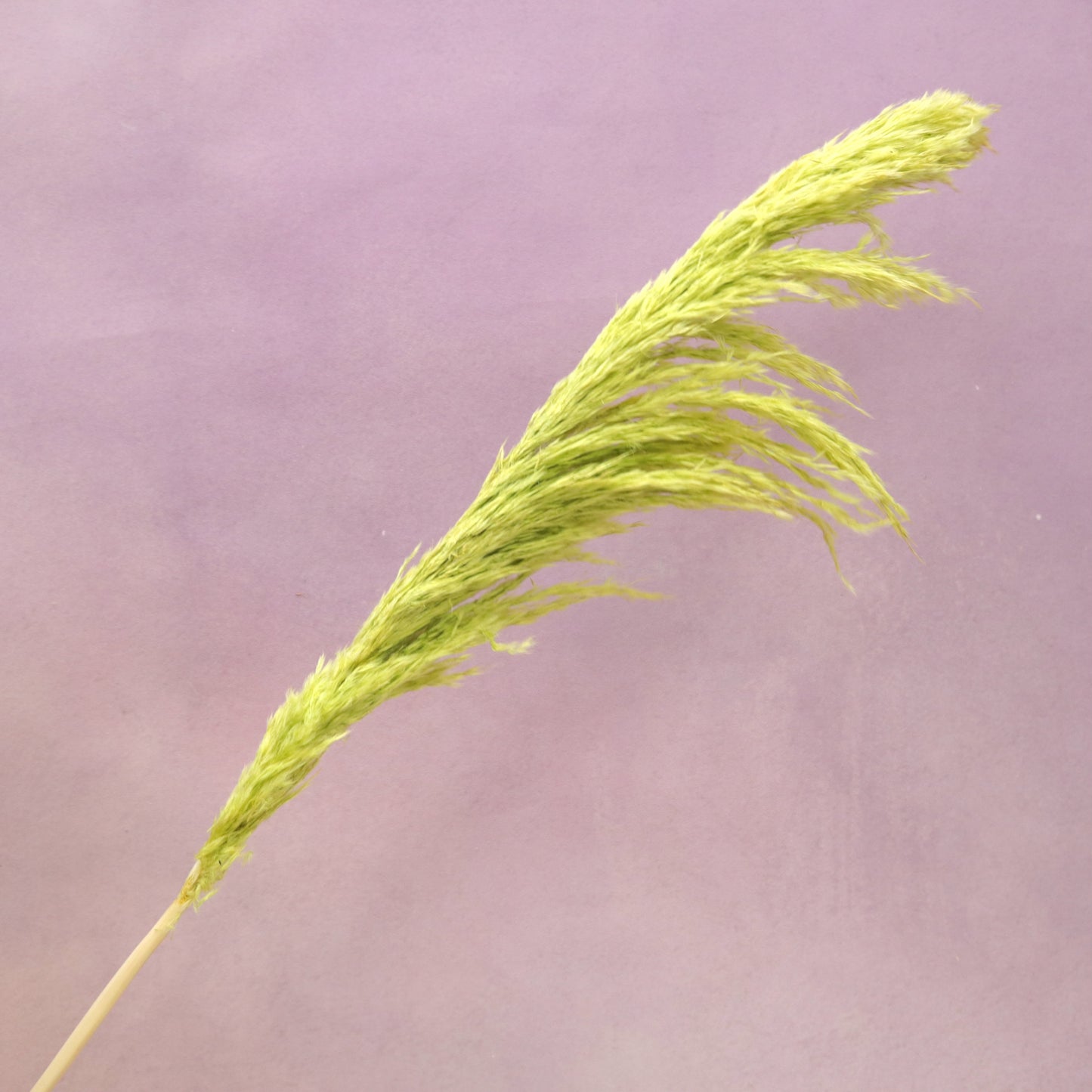 Pampas Grass Lime Green