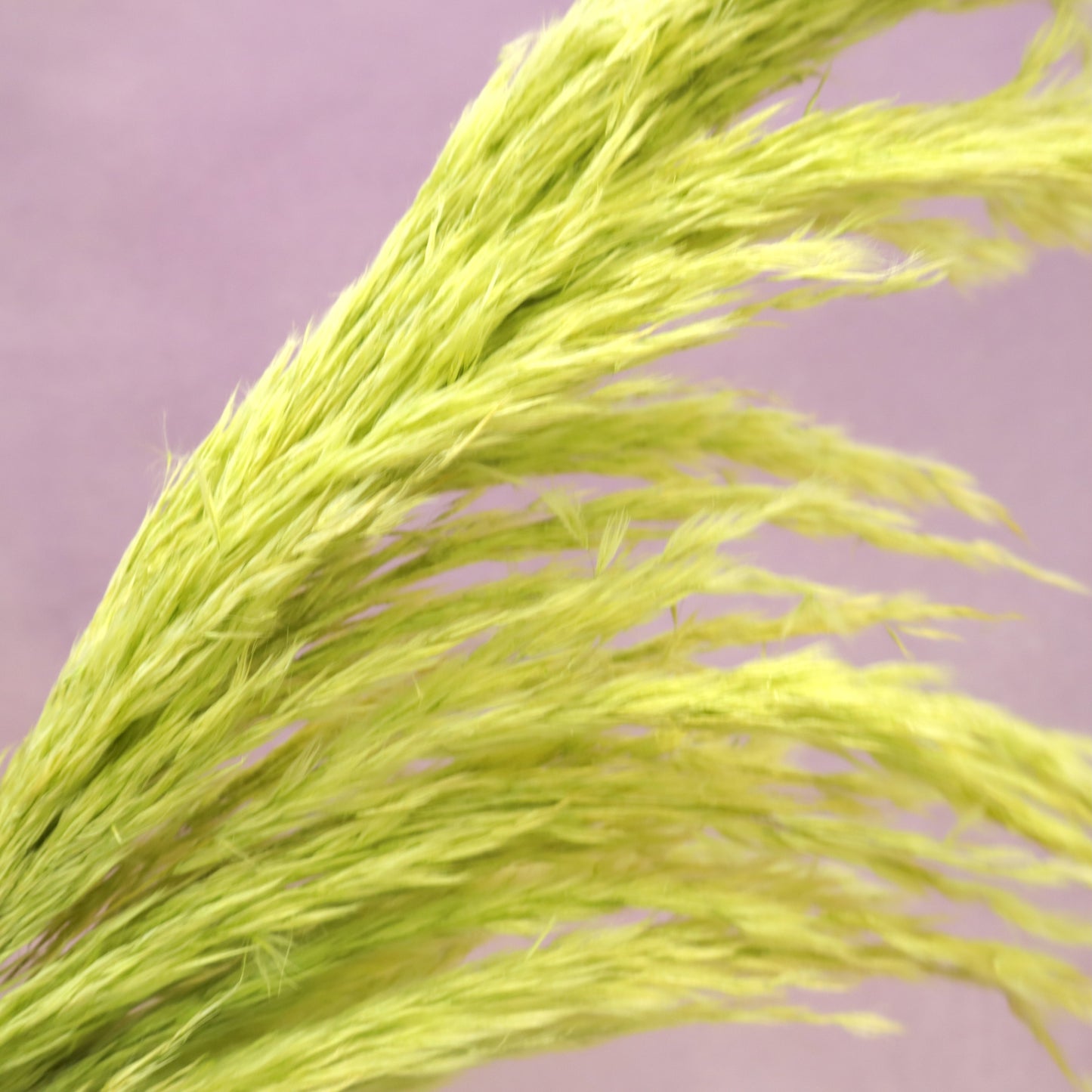 Pampas Grass Lime Green