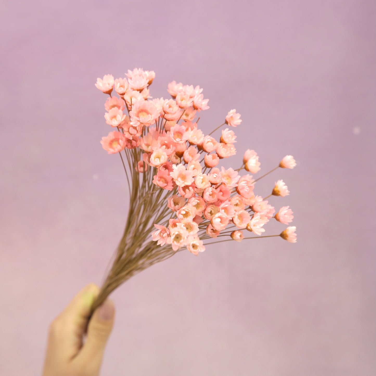 Star Flower Bright Pink