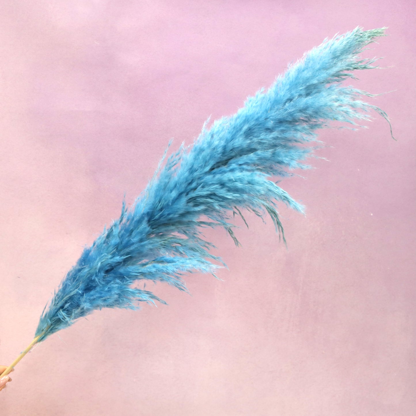 Pampas Sea Blue