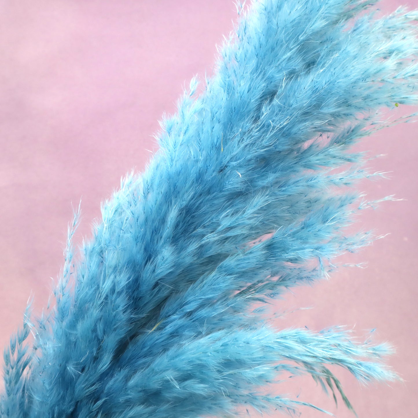 Pampas Sea Blue