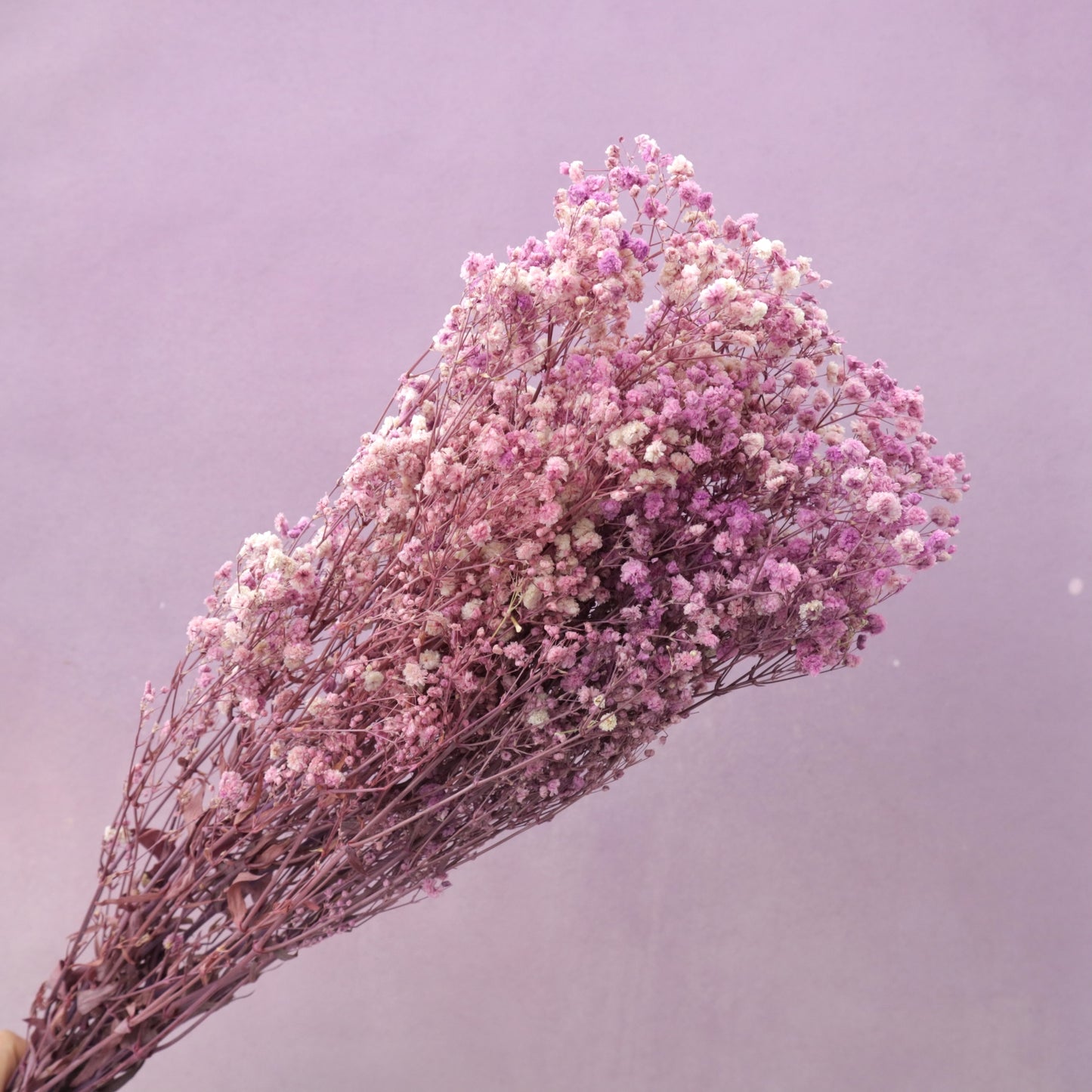 Baby's Breath Mauve