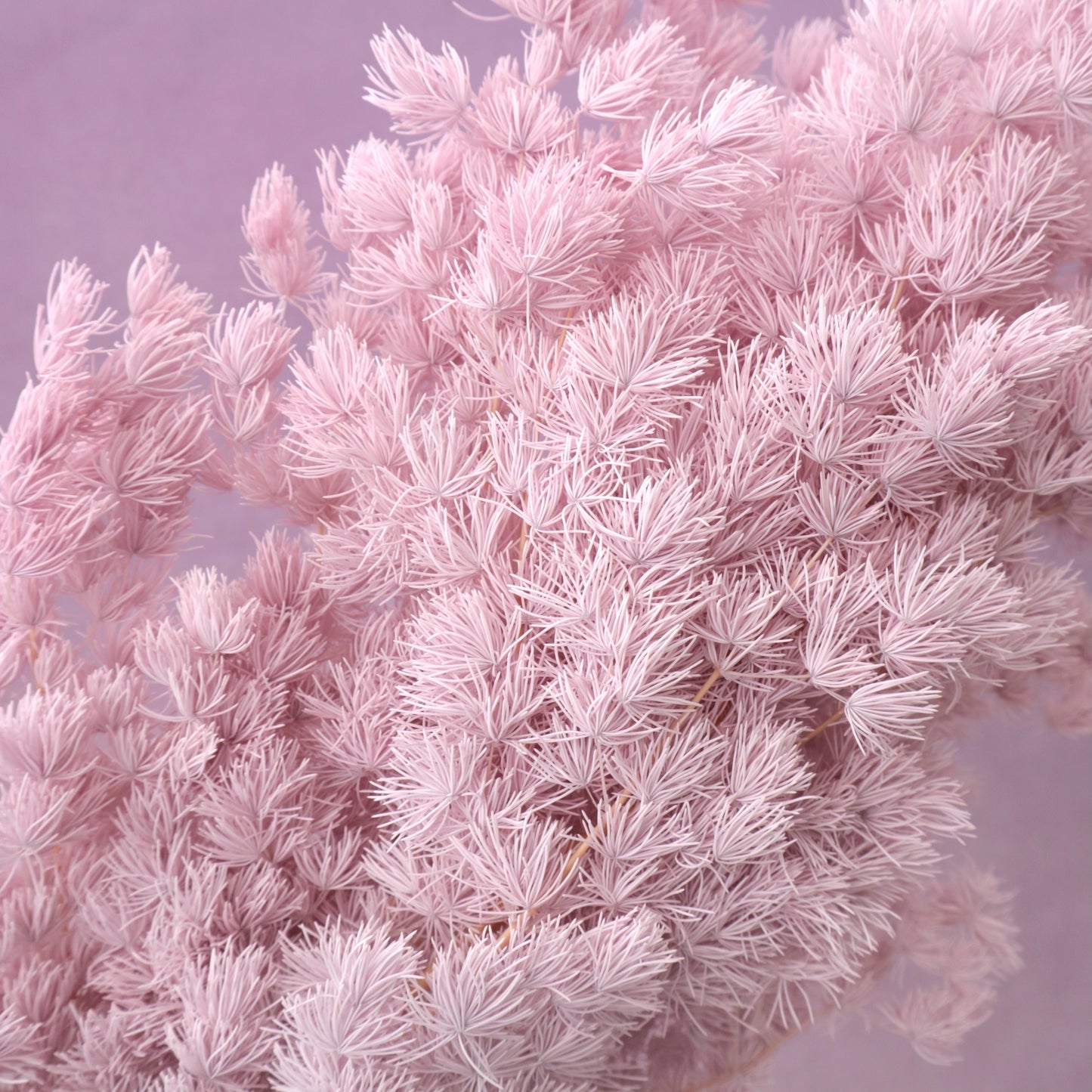 Ming Fern Mauve